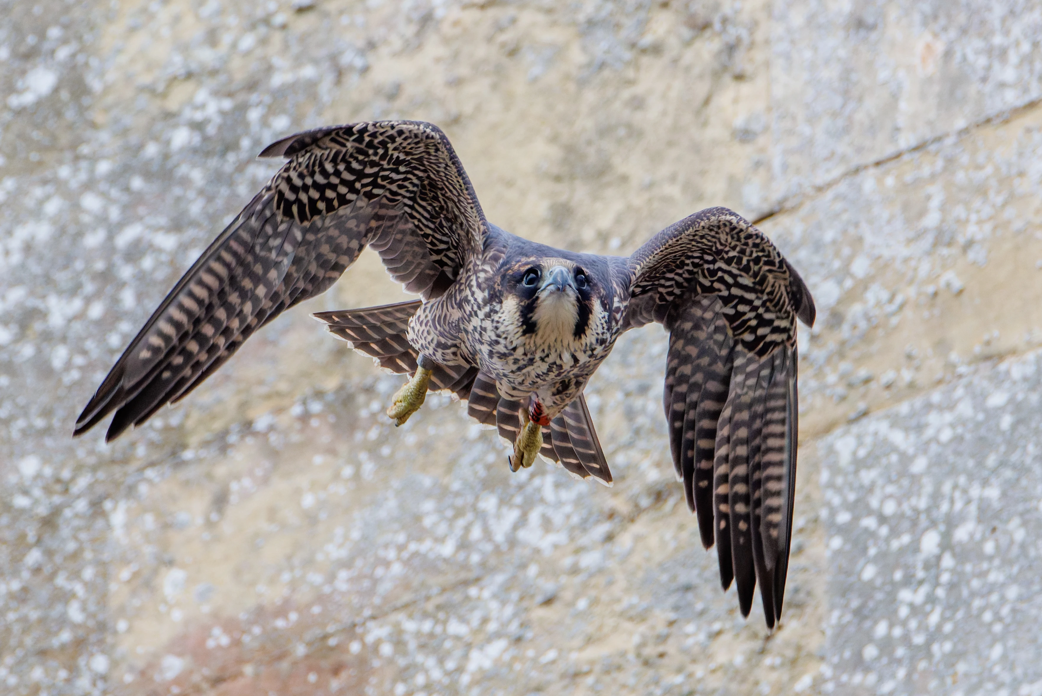 Peregrine Falcon, Romsey Abbey, Romsey, Hampshire, UK — photo by Orlando Prugel-Bennett