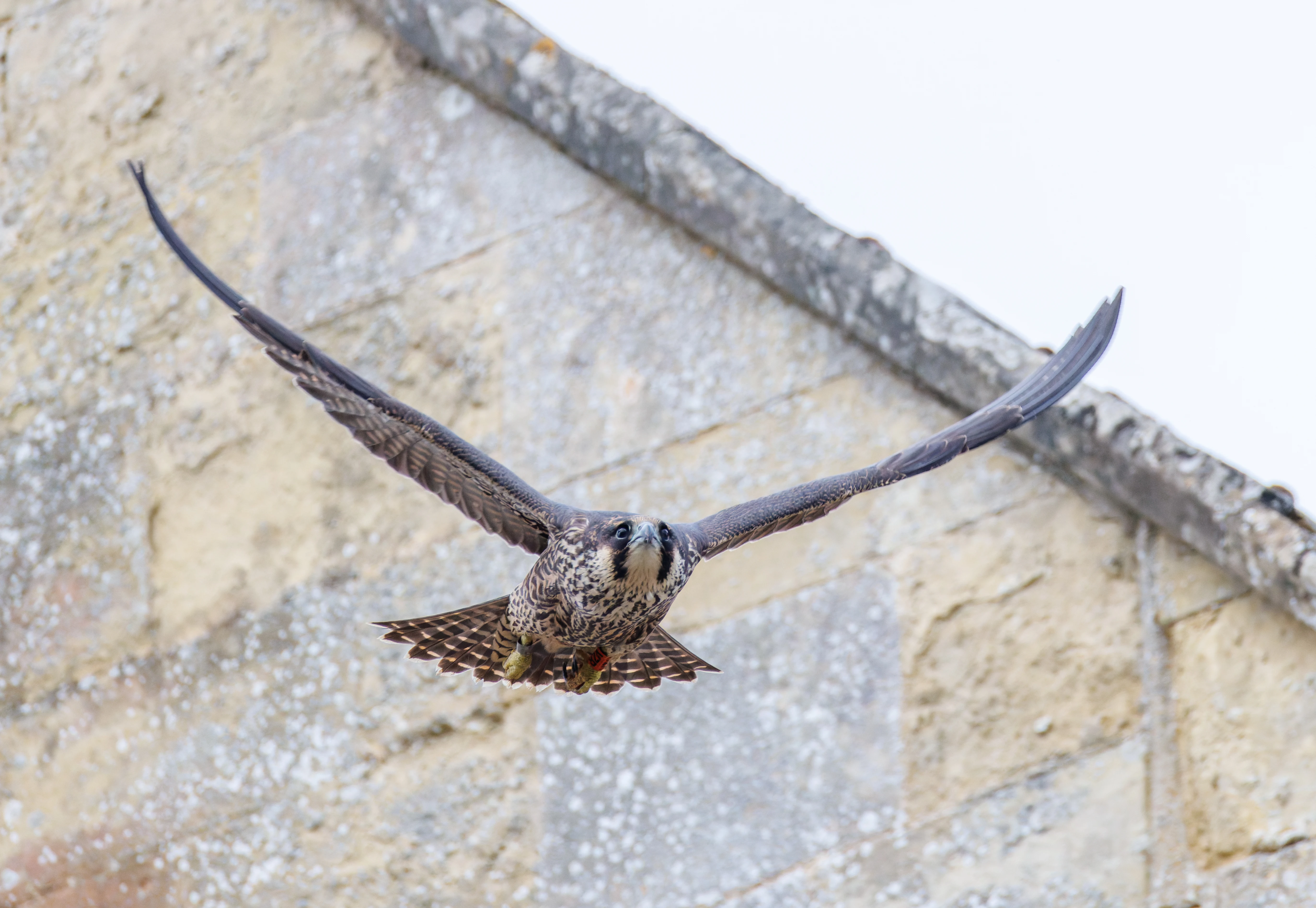 Peregrine Falcon, Romsey Abbey, Romsey, Hampshire, UK — photo by Orlando Prugel-Bennett