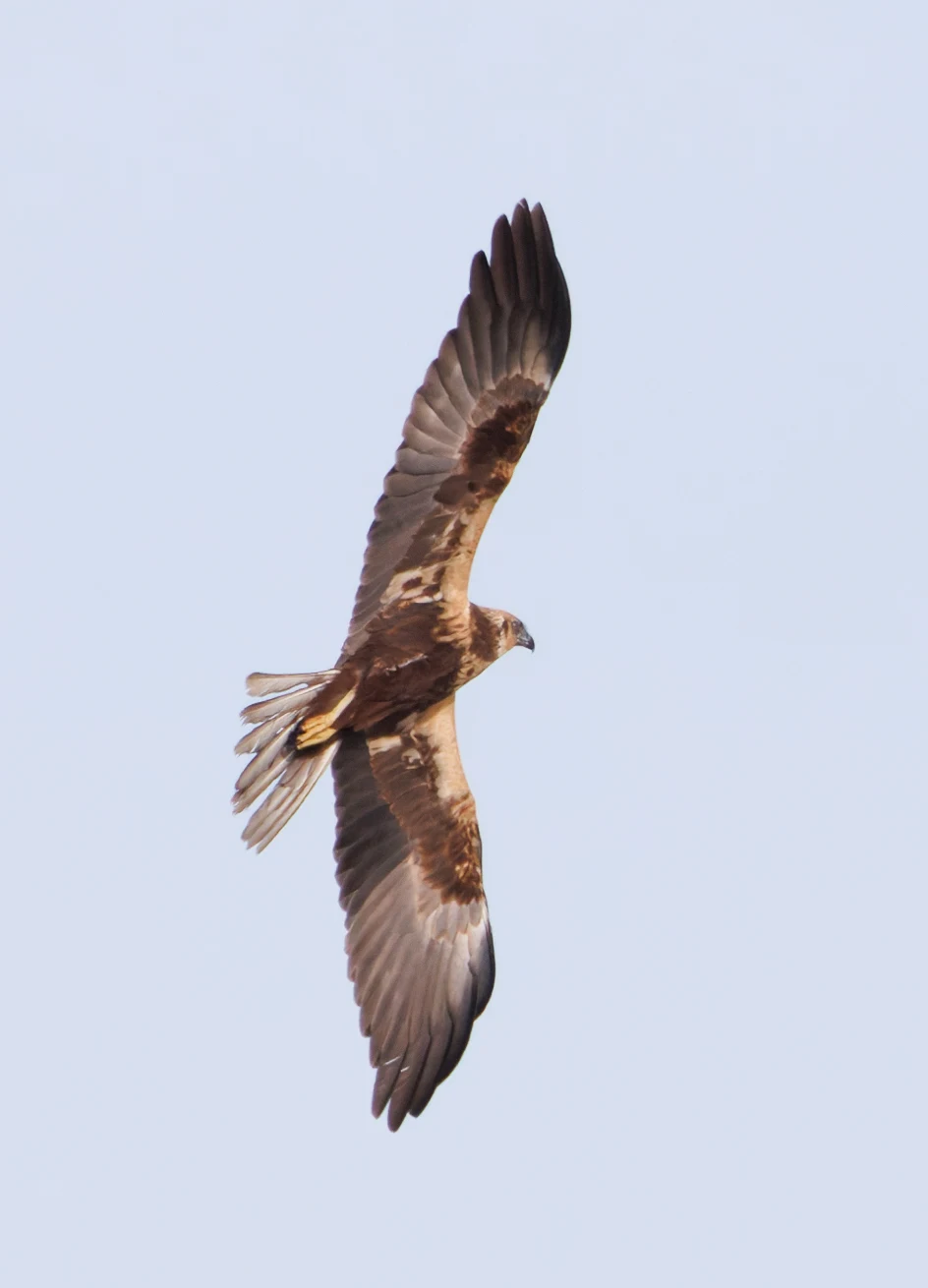 Western Marsh Harrier, El Hondo, Spain — photo by Orlando Prugel-Bennett