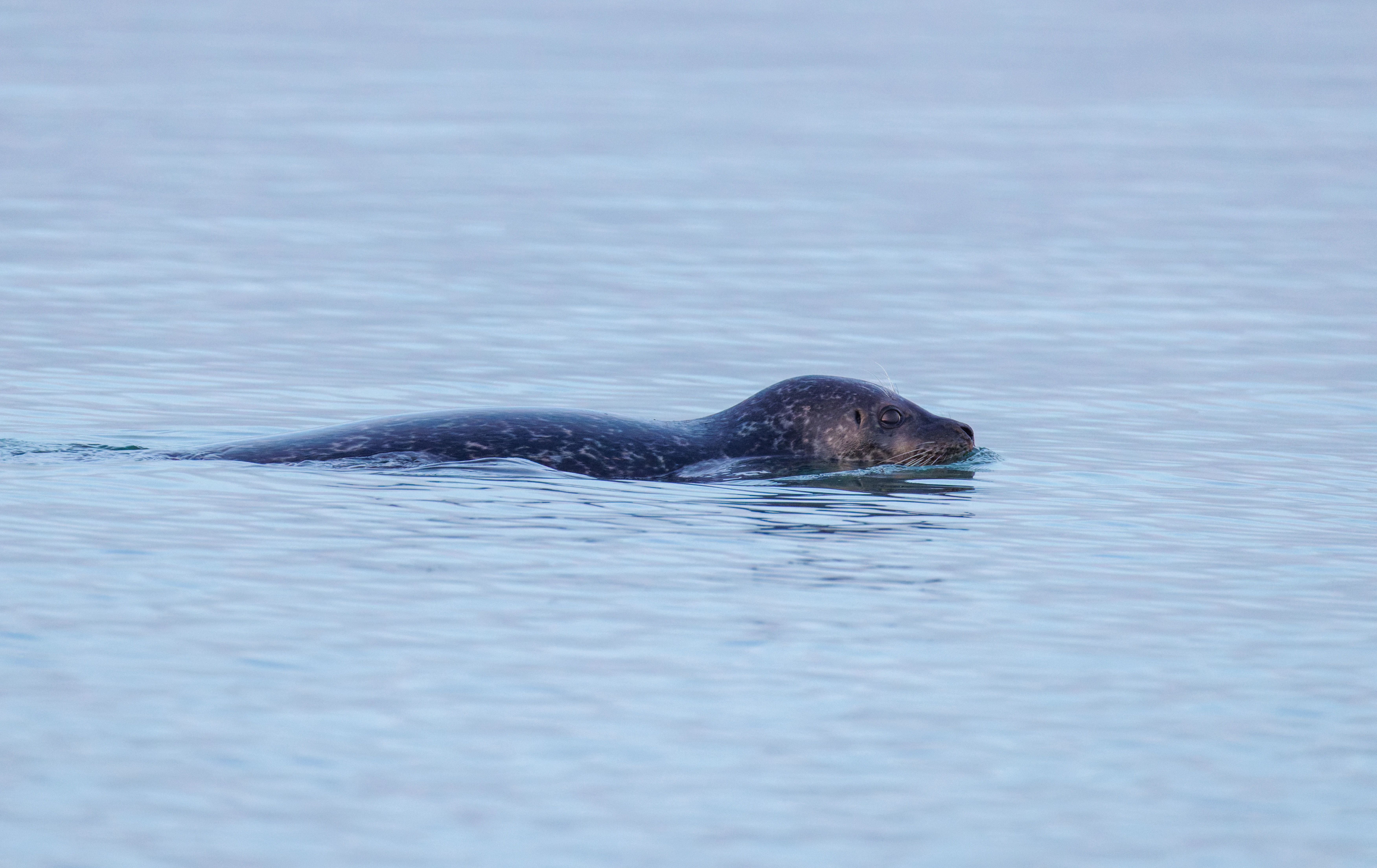 Harbour Seal, Zeeland, Netherlands — photo by Orlando Prugel-Bennett