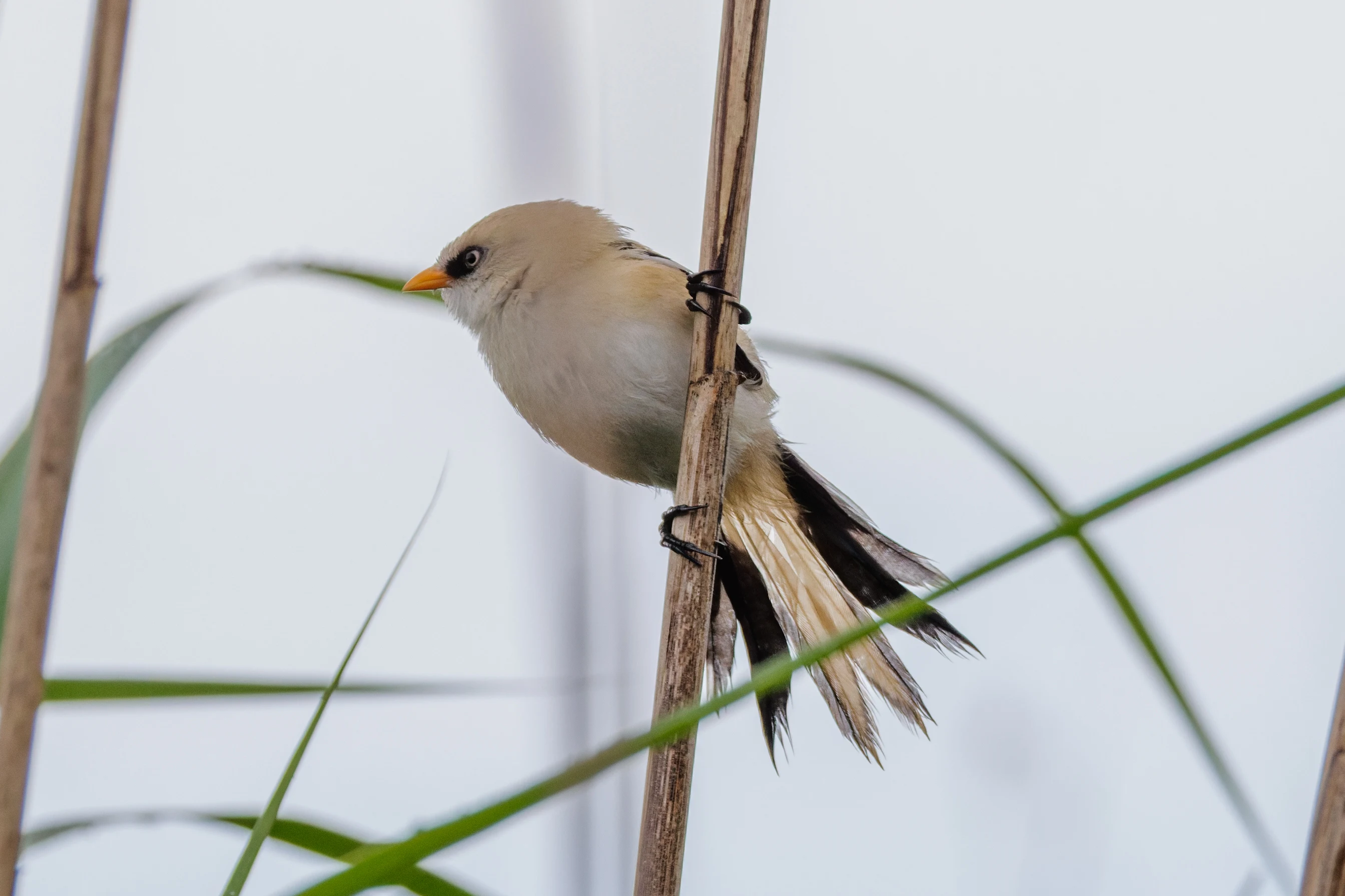 Bearded Reedling, Danube Delta, Romania — photo by Orlando Prugel-Bennett