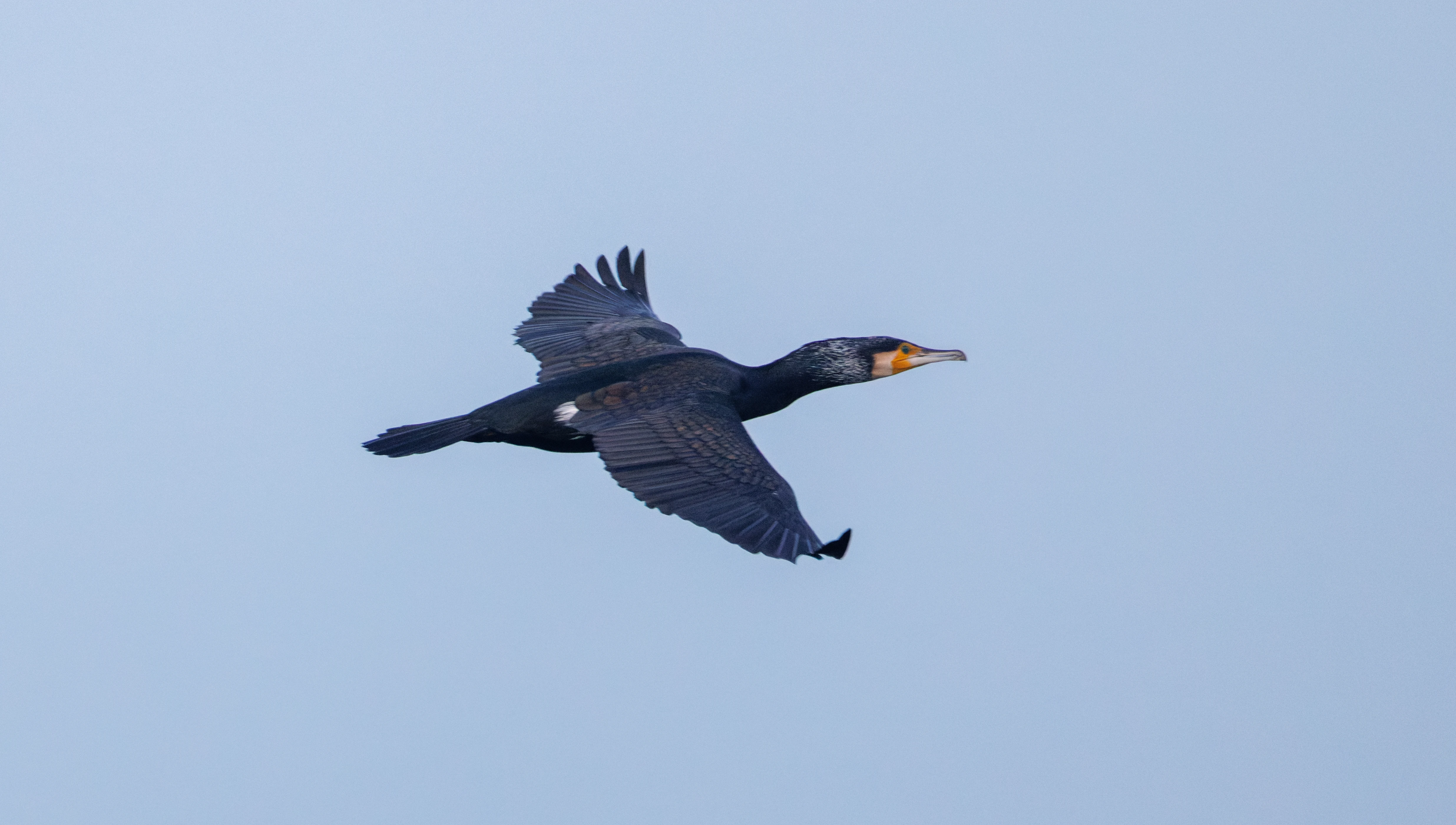 Great Cormorant, Zeeland, Netherlands — photo by Orlando Prugel-Bennett