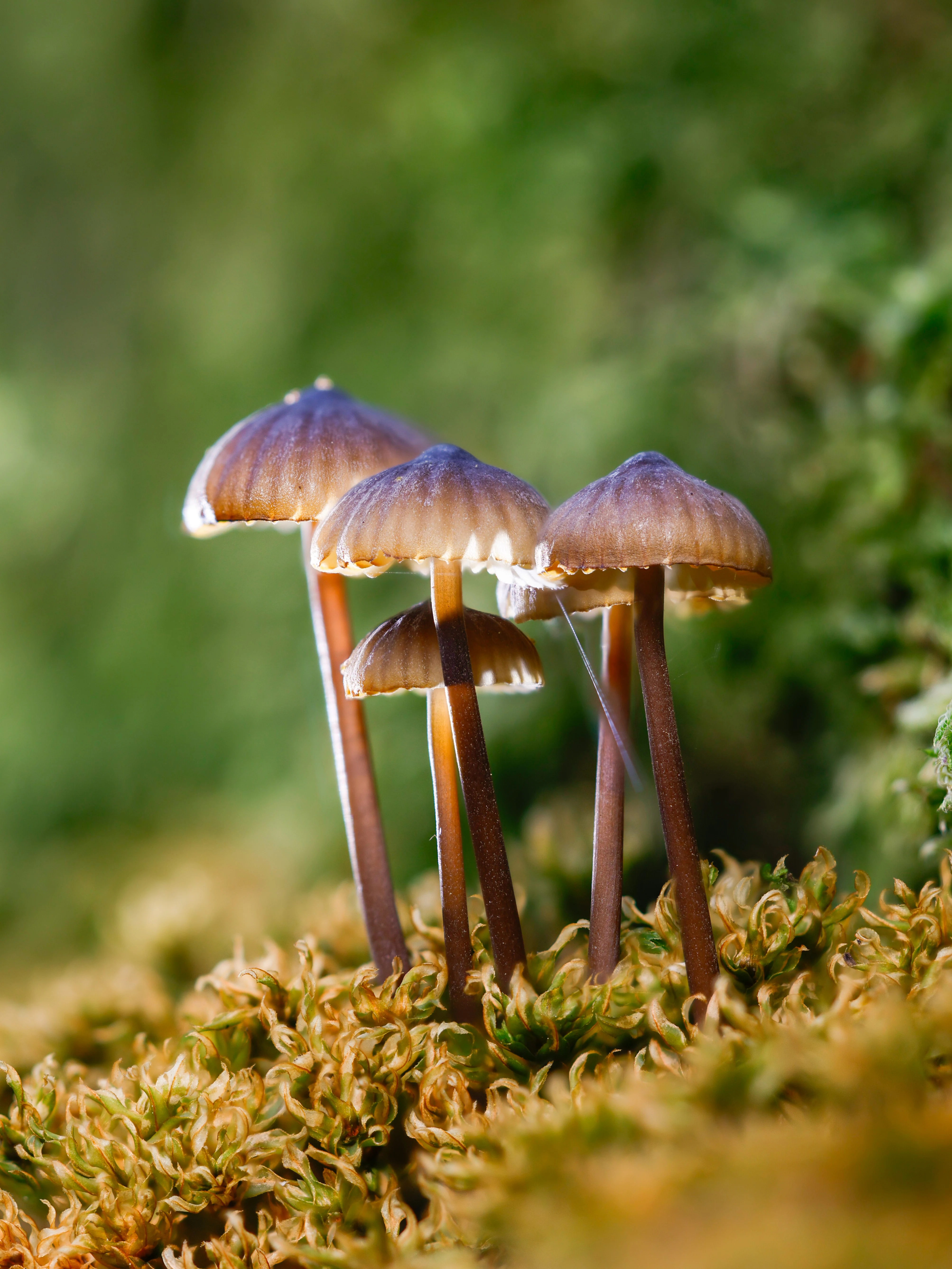 Bonnet mushrooms, Hawkhill Enclosure, Hampshire, UK — photo by Orlando Prugel-Bennett