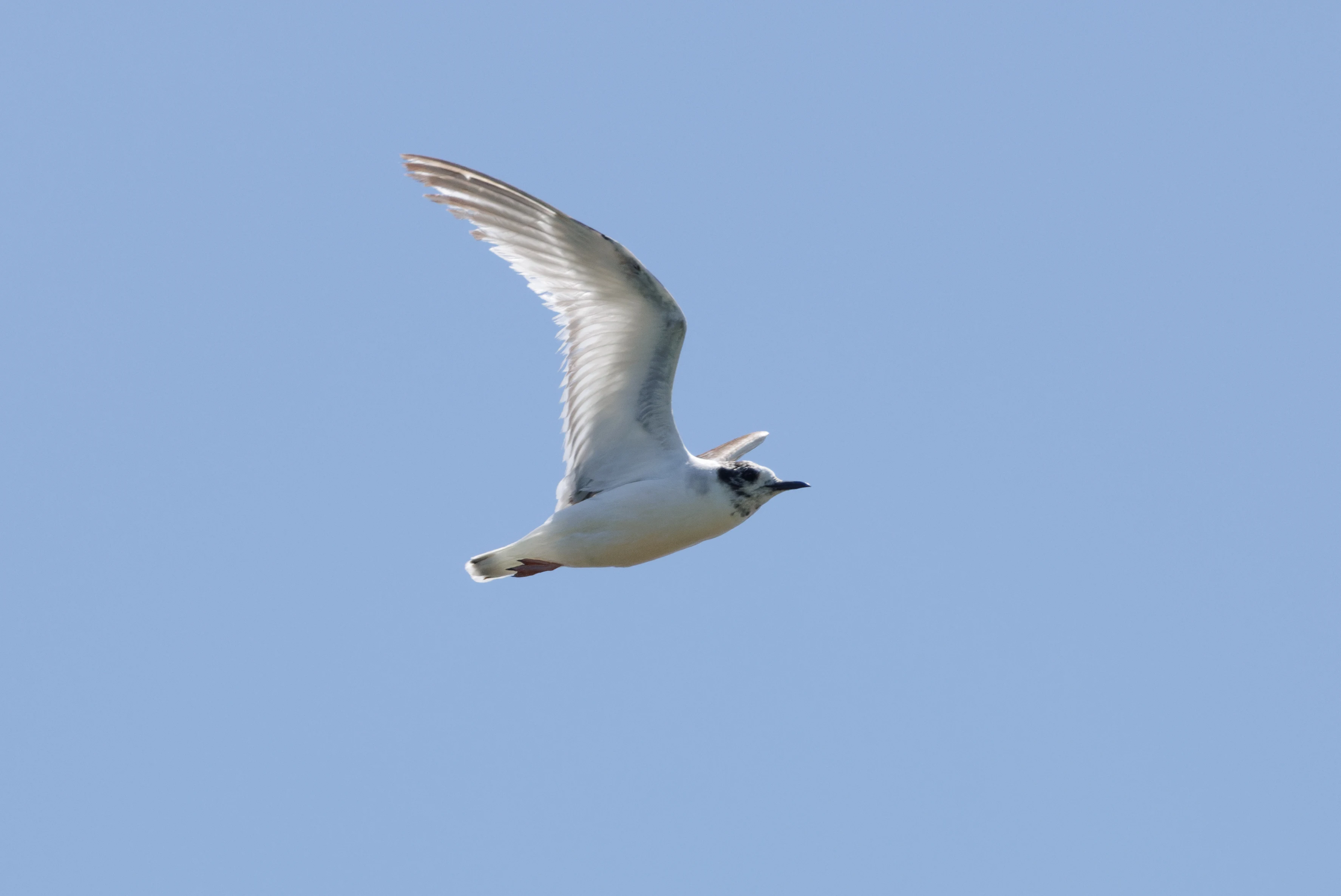Little Gull, Romanian Steppe, Romania — photo by Orlando Prugel-Bennett