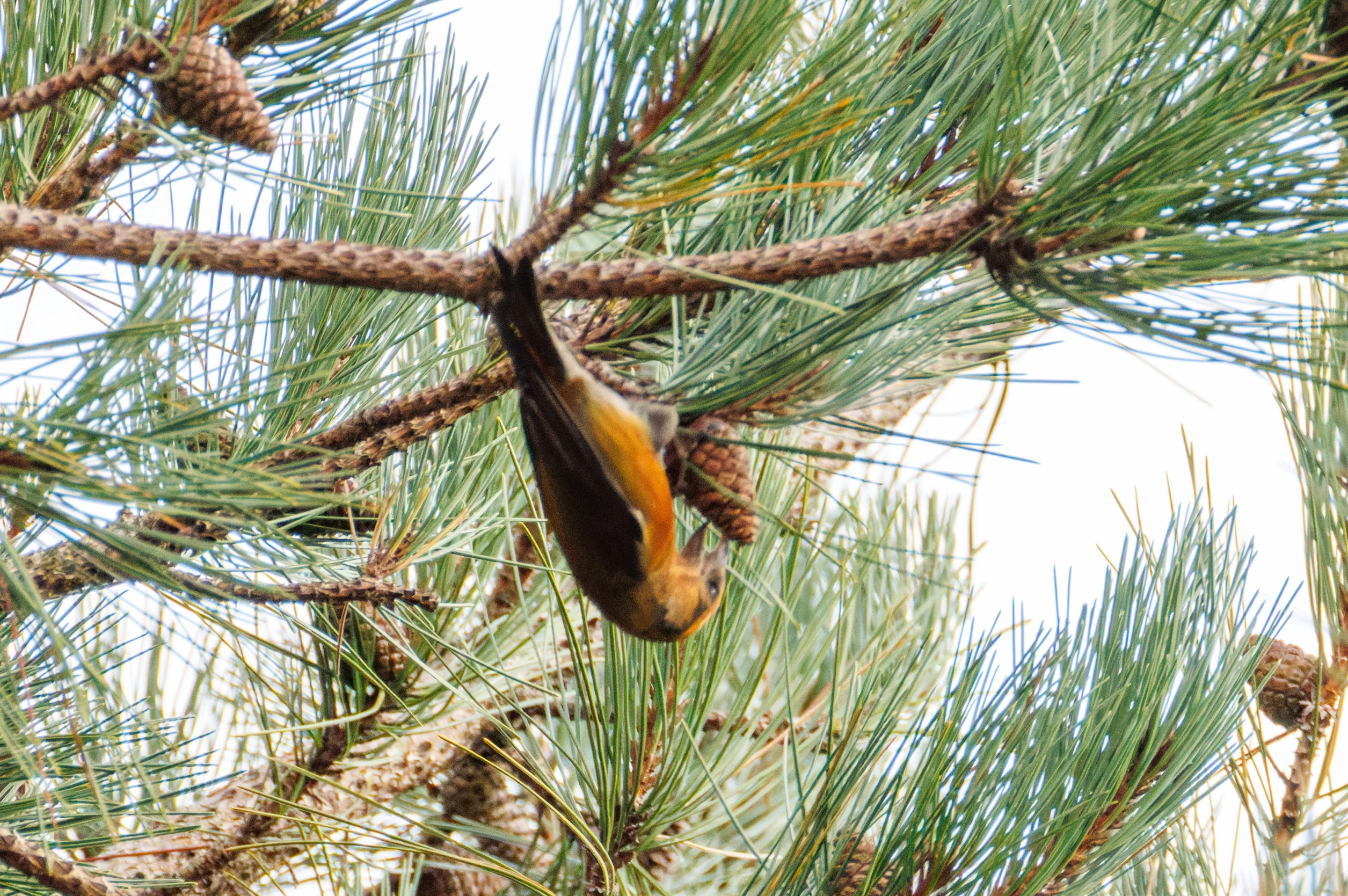 Common Crossbill, Hawkhill, Hampshire, UK — photo by Orlando Prugel-Bennett