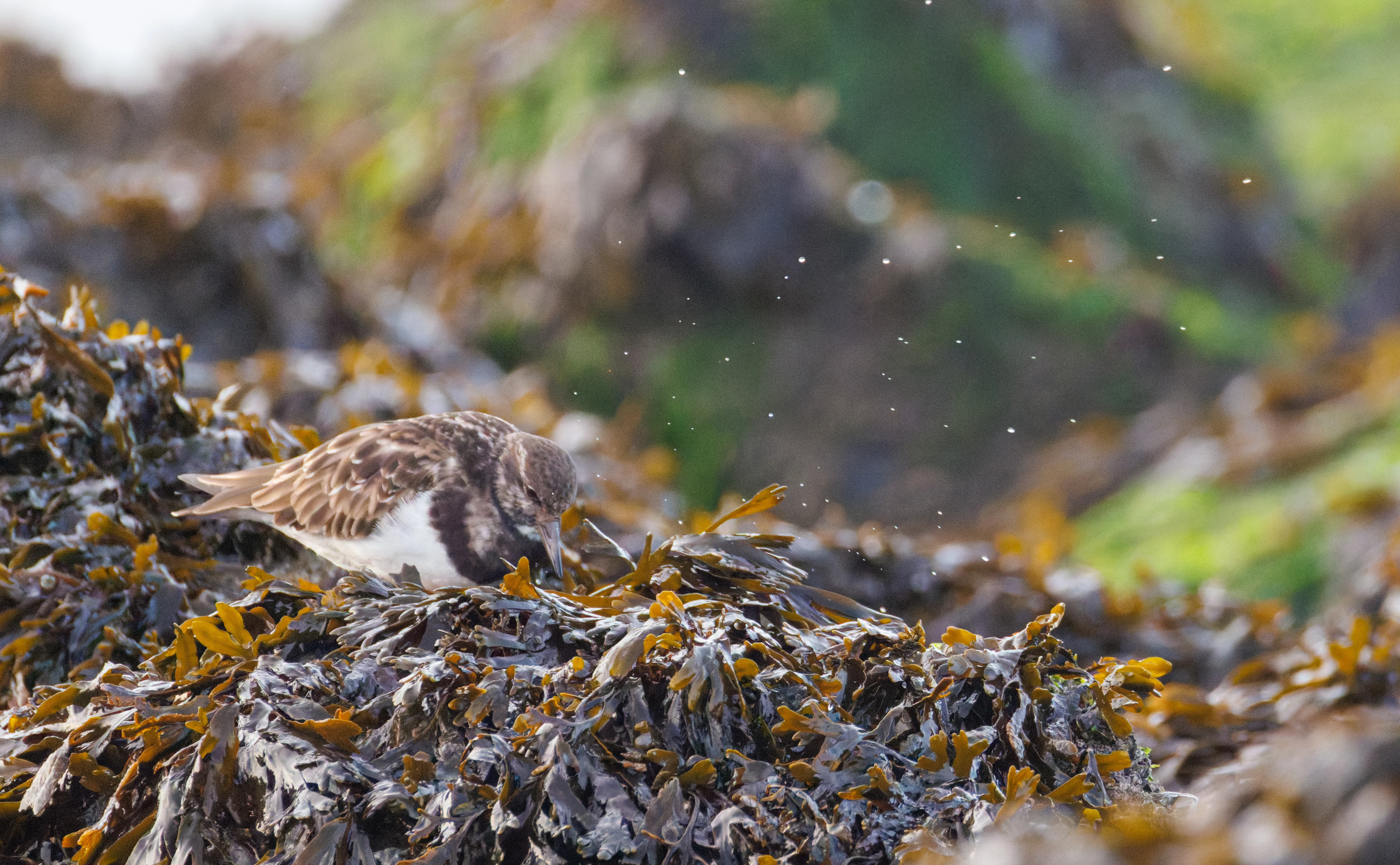 Ruddy Turnstone, Zeeland, Netherlands — photo by Orlando Prugel-Bennett