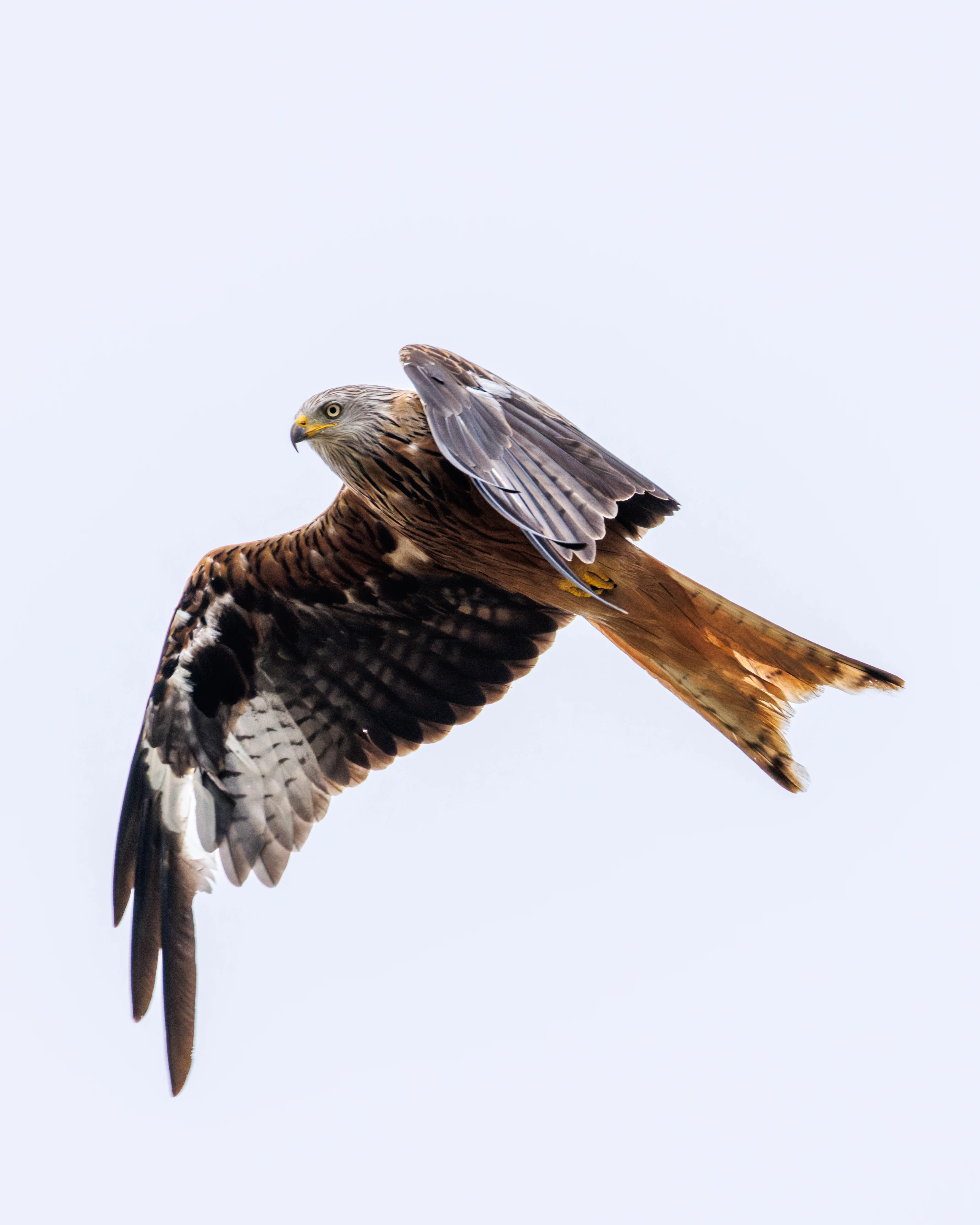 Red Kite, Dogmersfield, Hampshire, UK — photo by Orlando Prugel-Bennett