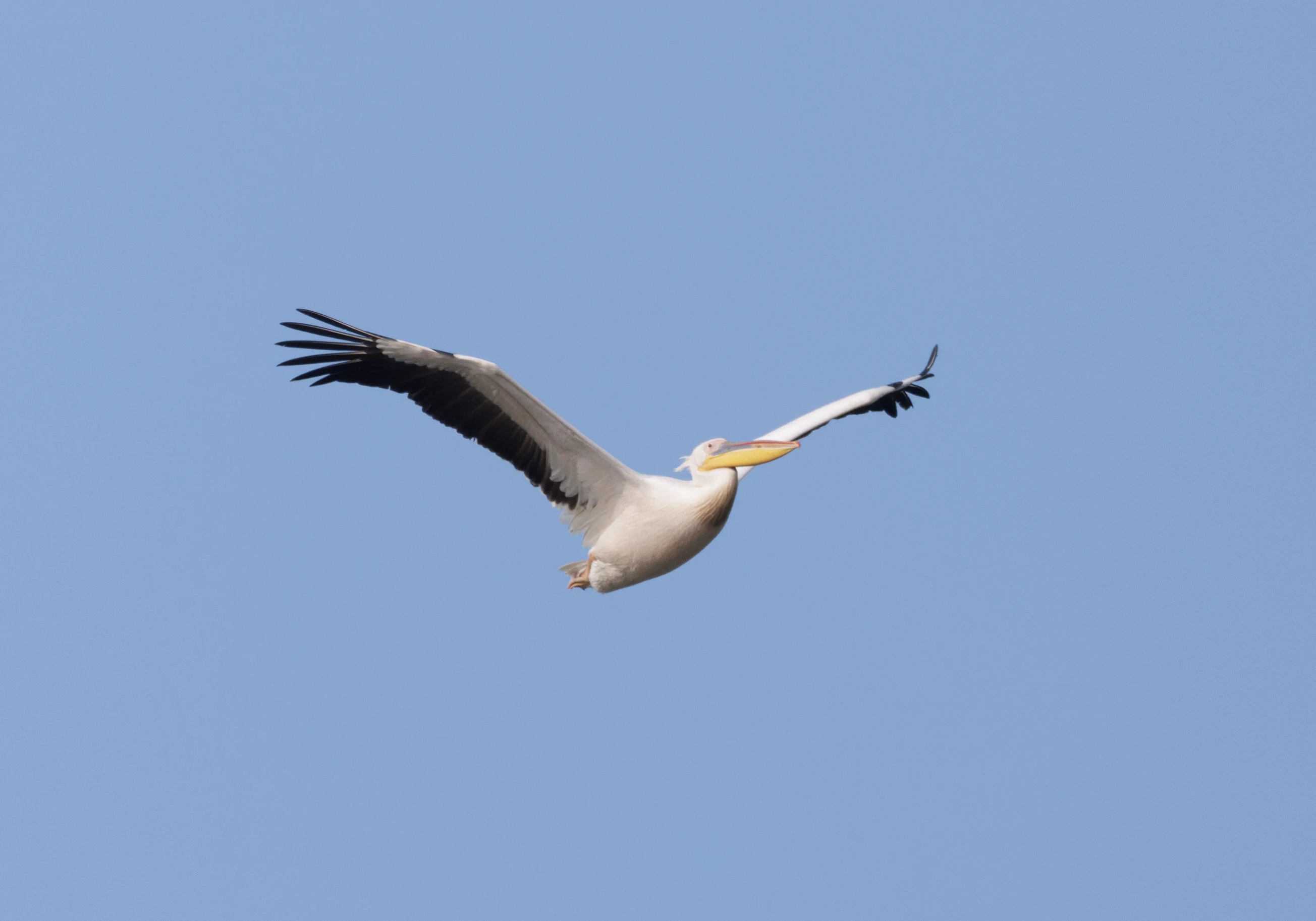 Great White Pelican, Danube Delta, Romania — photo by Orlando Prugel-Bennett