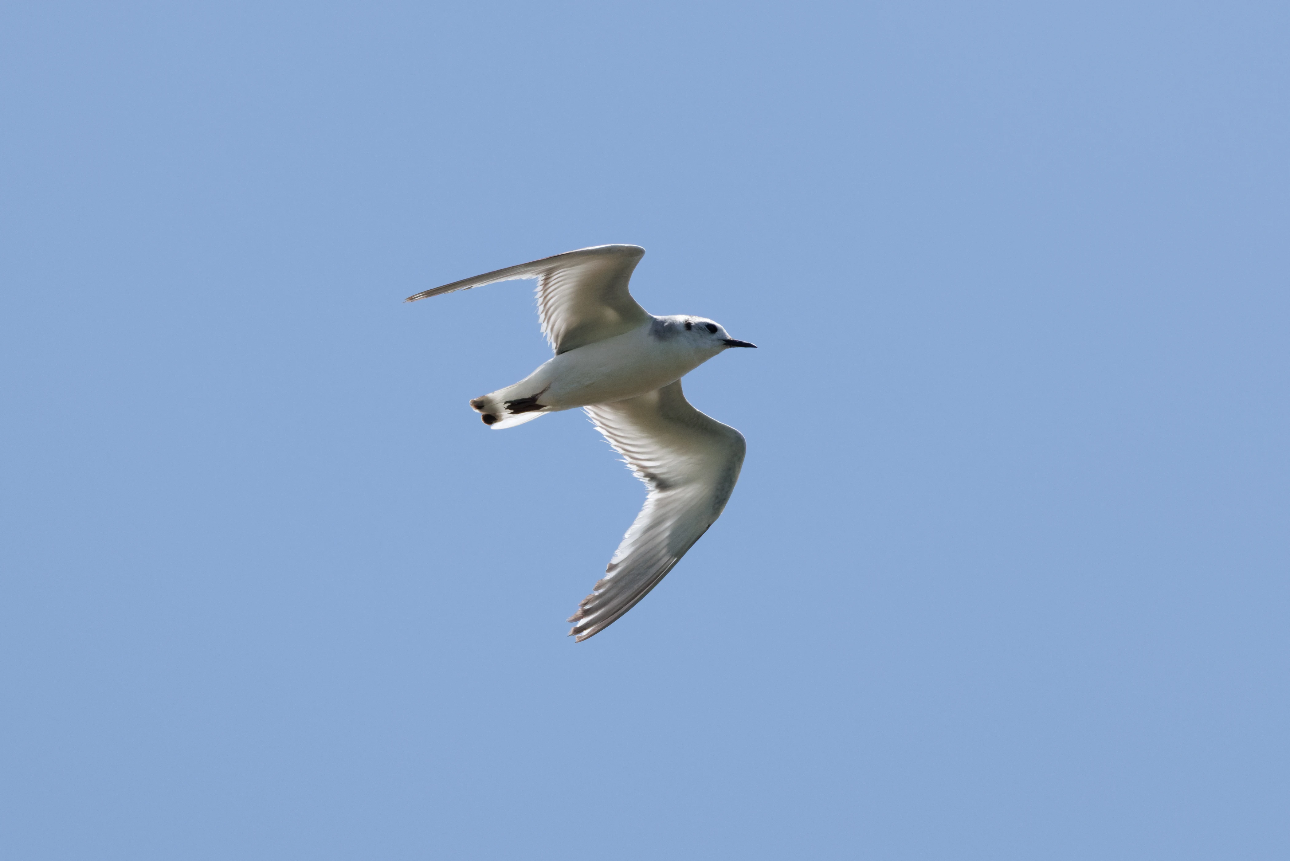 Little Gull, Romanian Steppe, Romania — photo by Orlando Prugel-Bennett