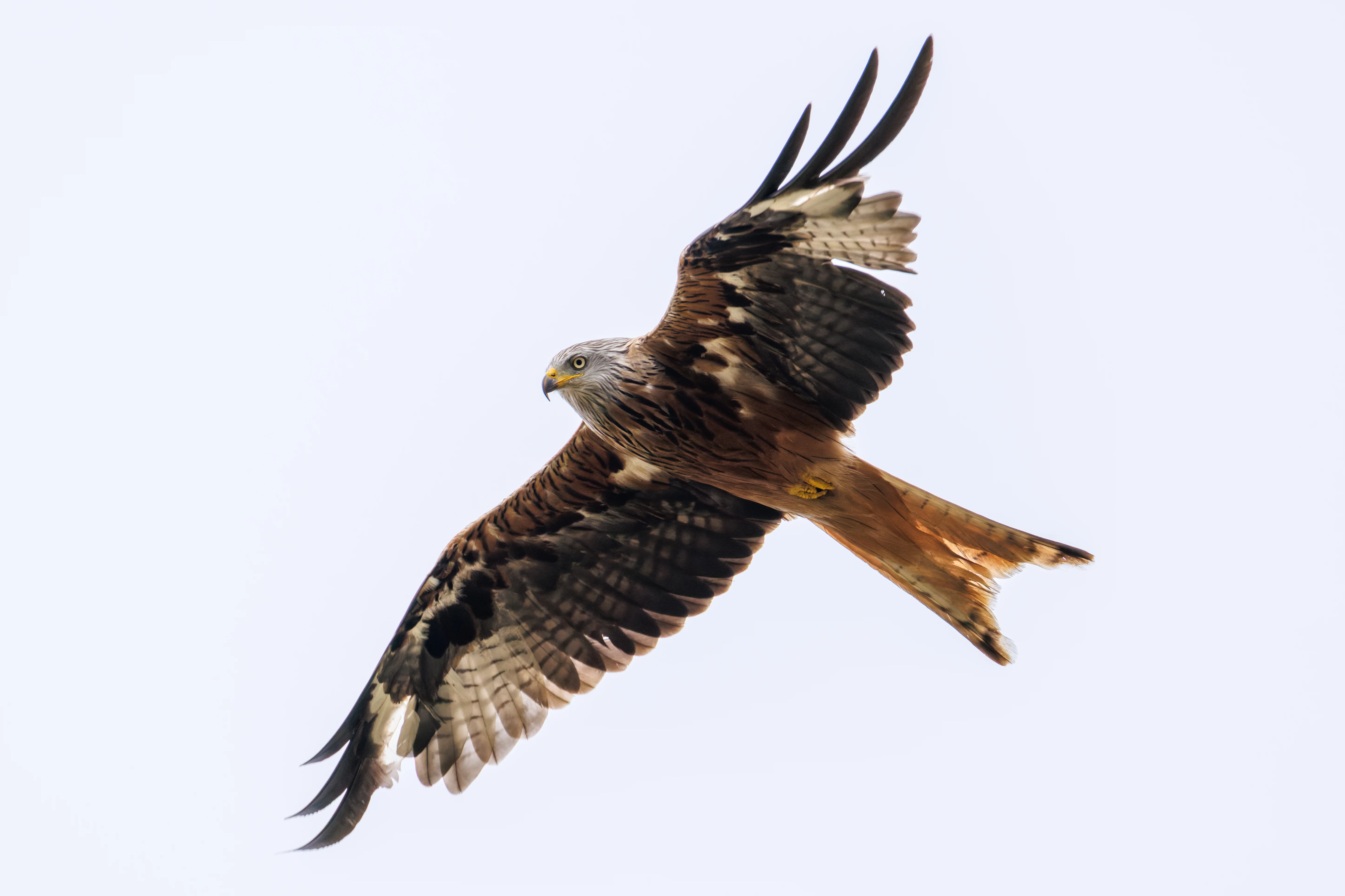 Red Kite, Dogmersfield, Hampshire, UK — photo by Orlando Prugel-Bennett