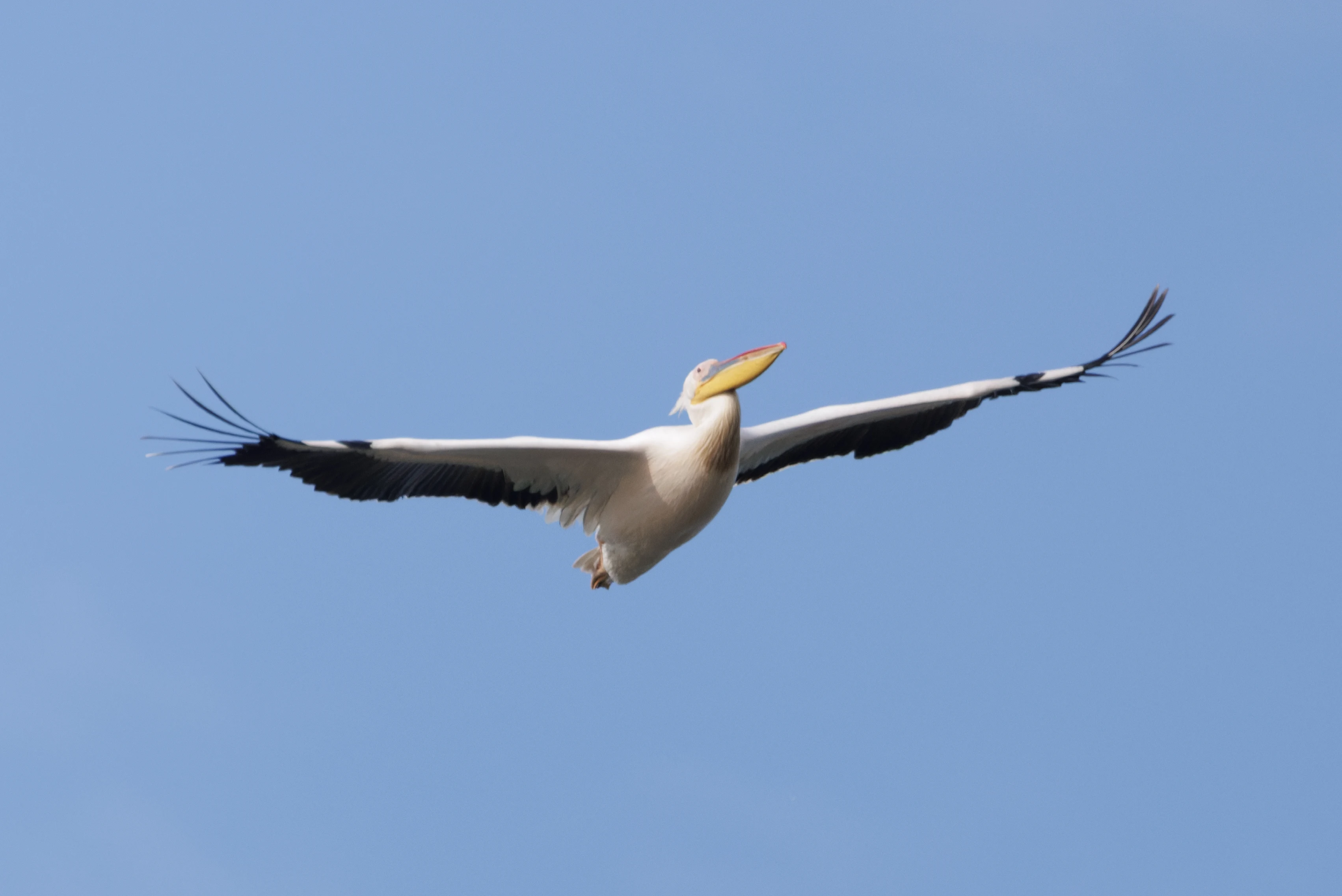 Great White Pelican, Danube Delta, Romania — photo by Orlando Prugel-Bennett