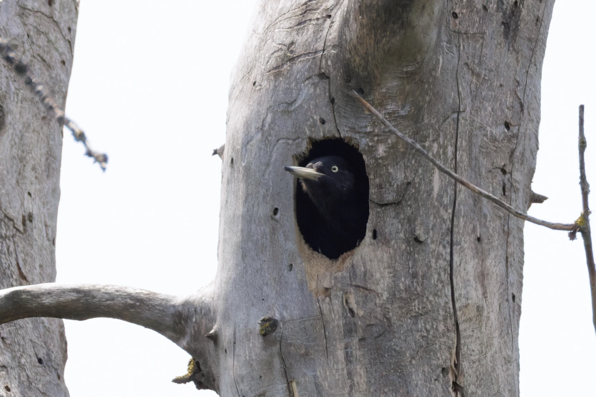 Black Woodpecker in nest hole, Danube Delta, Romania — photo by Orlando Prugel-Bennett