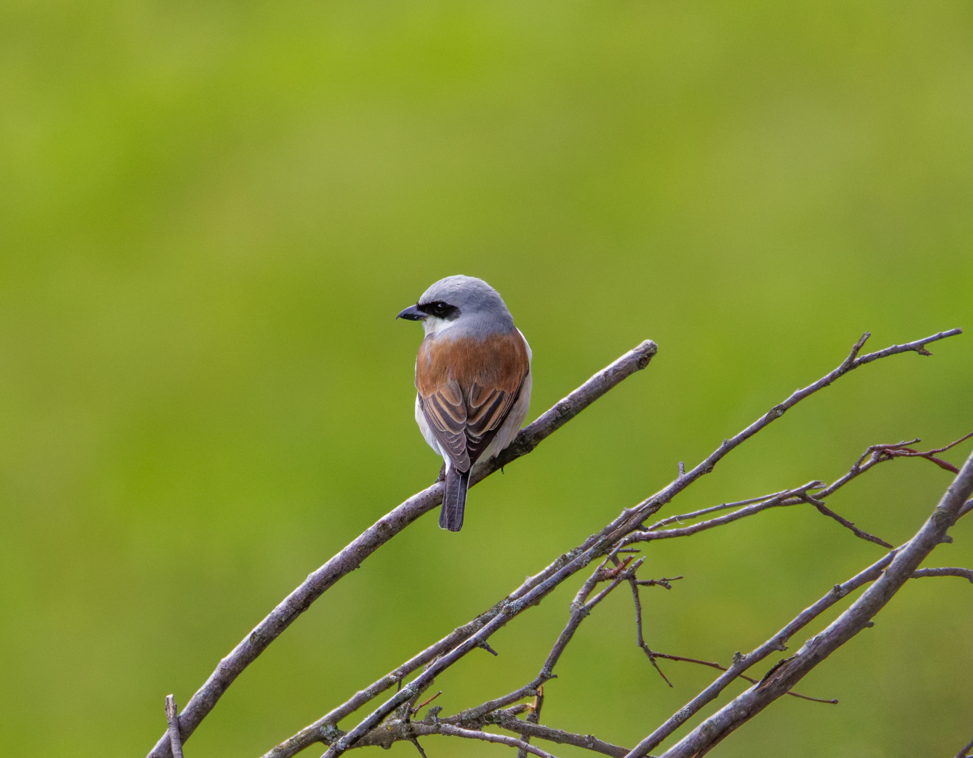 Red-backed Shrike, Transylvania, Romania — photo by Orlando Prugel-Bennett