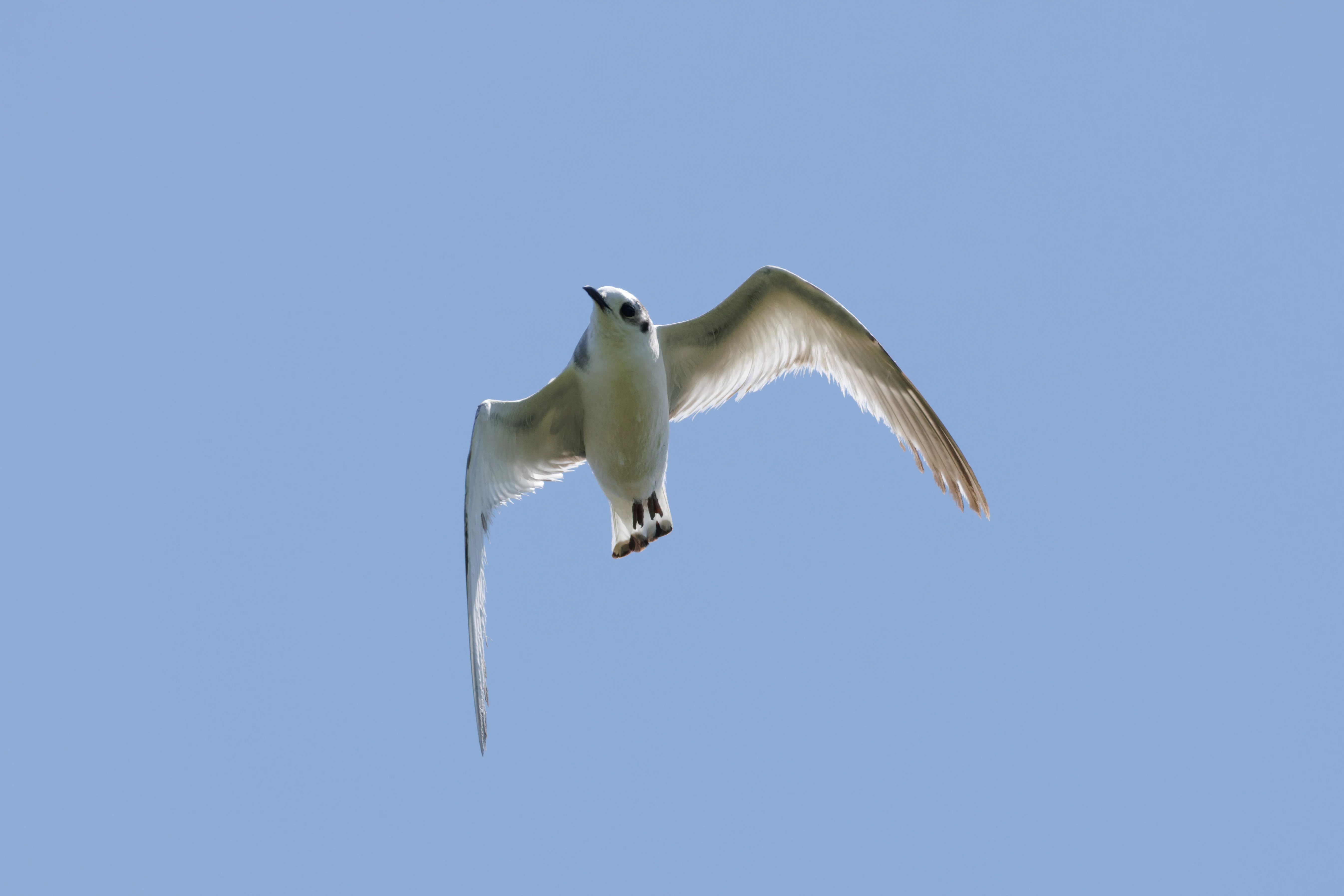 Little Gull, Romanian Steppe, Romania — photo by Orlando Prugel-Bennett