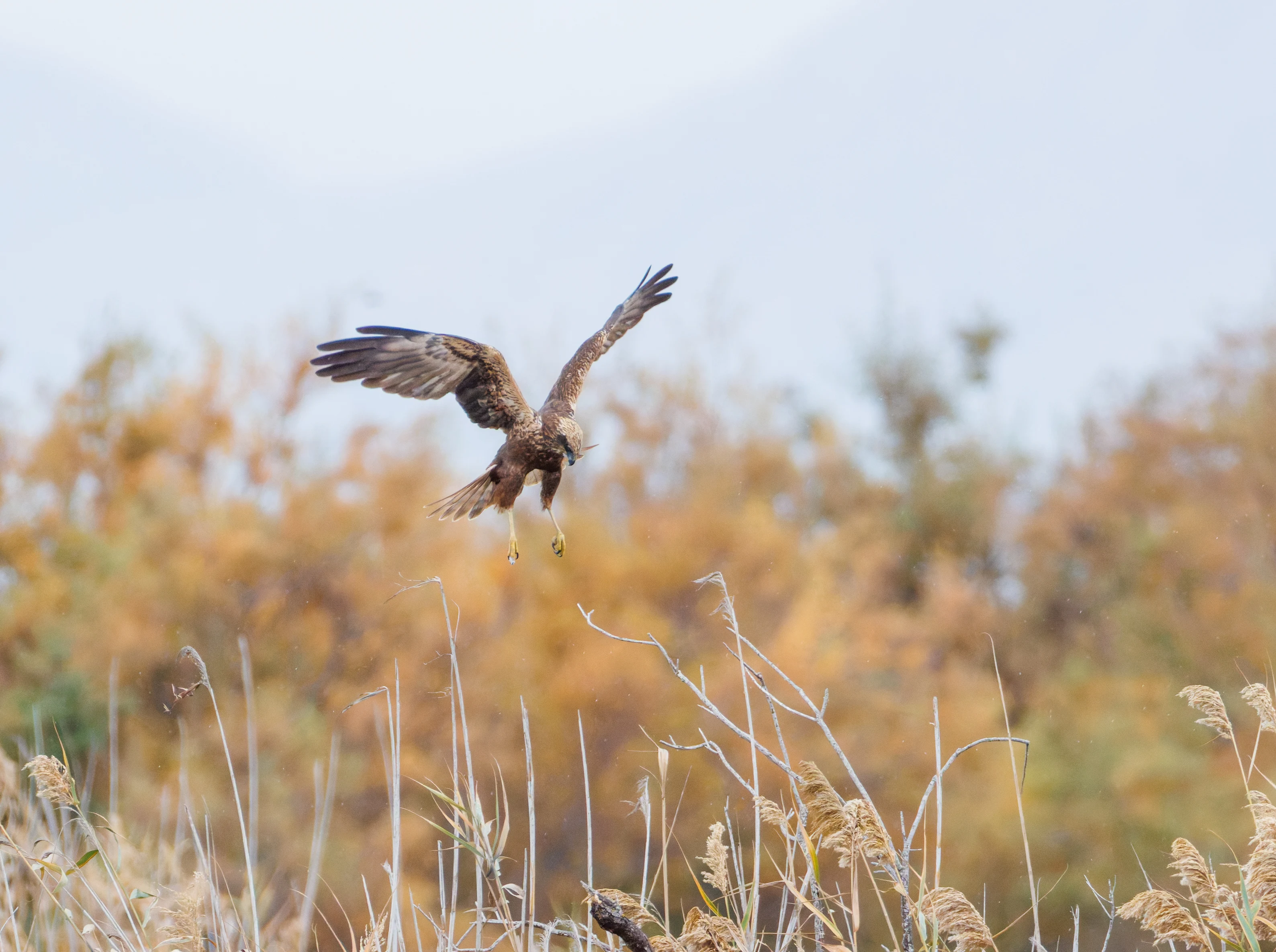 Western Marsh Harrier, Clot de Galvany, Alicante, Spain — photo by Orlando Prugel-Bennett