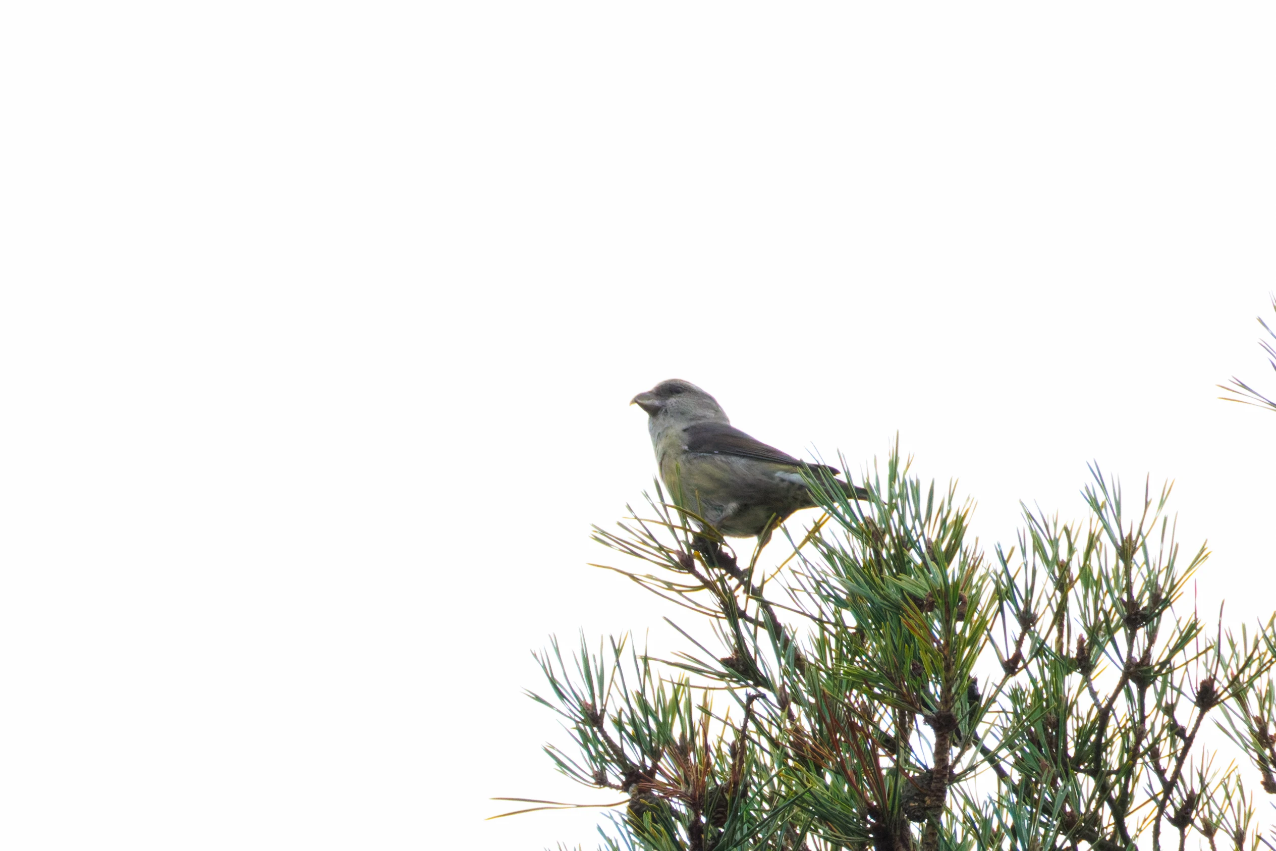 Common Crossbill, Hawkhill, Hampshire, UK — photo by Orlando Prugel-Bennett