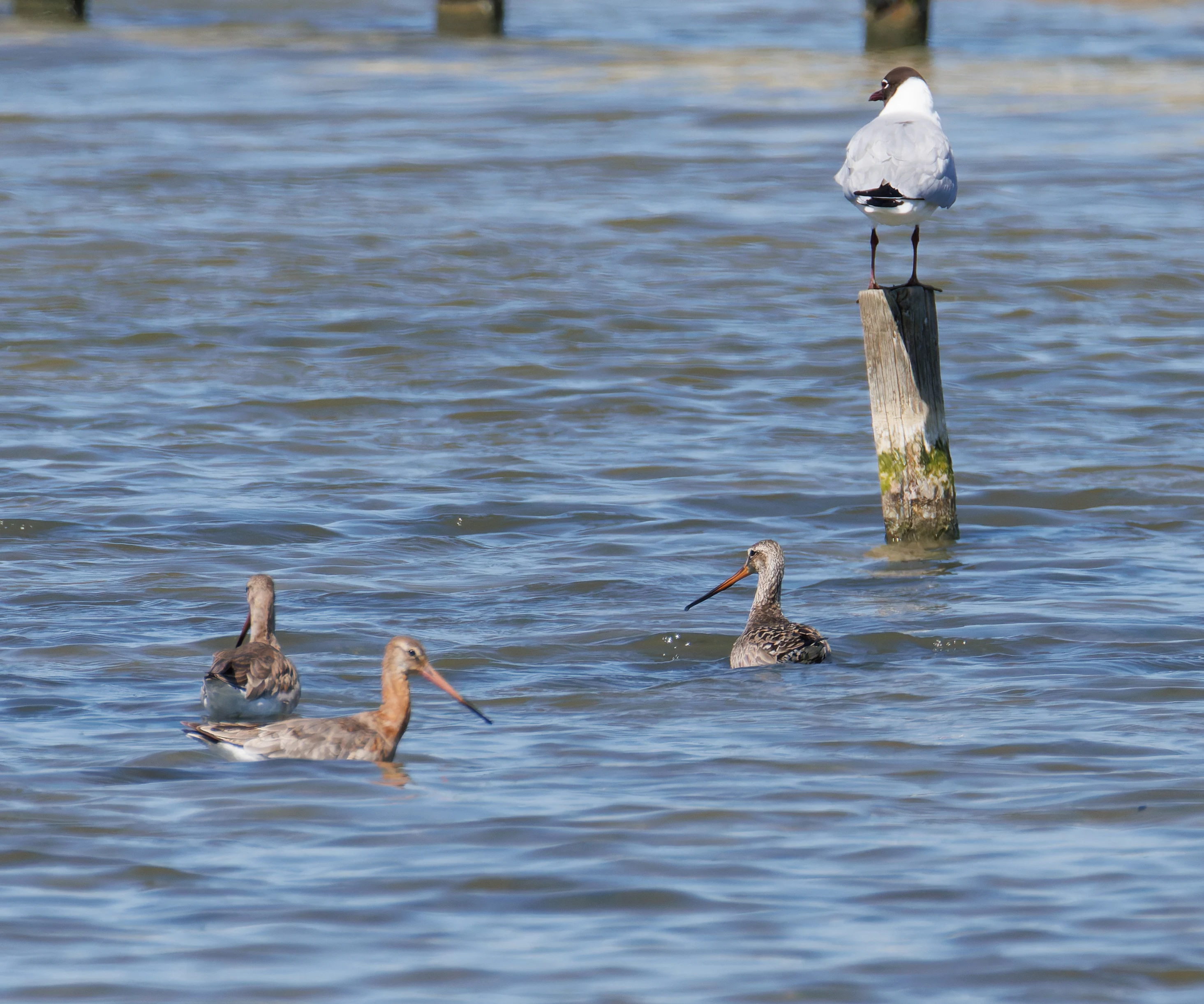 Hudsonian Godwit, Titchfield Haven, Farham, UK — photo by Orlando Prugel-Bennett
