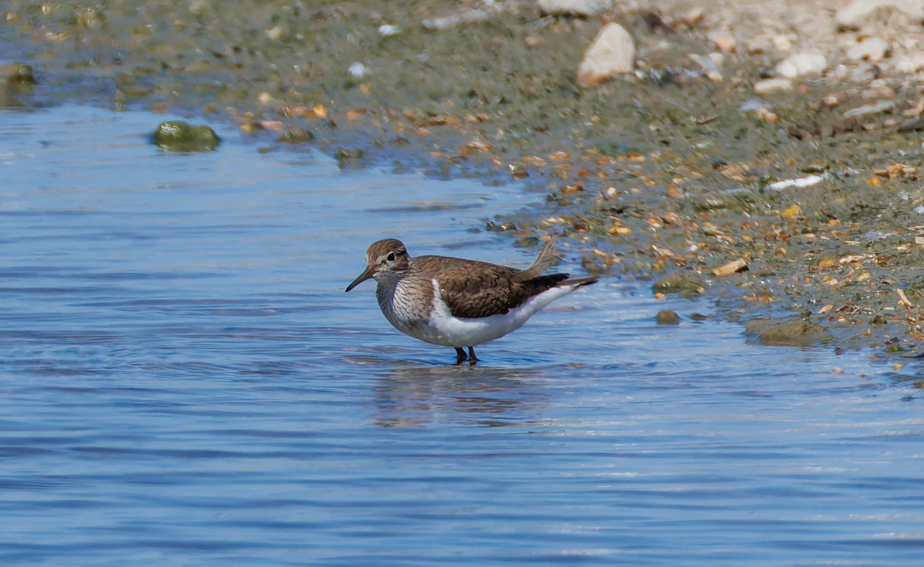 Common Sandpiper, Titchfield Haven, Farham, UK — photo by Orlando Prugel-Bennett