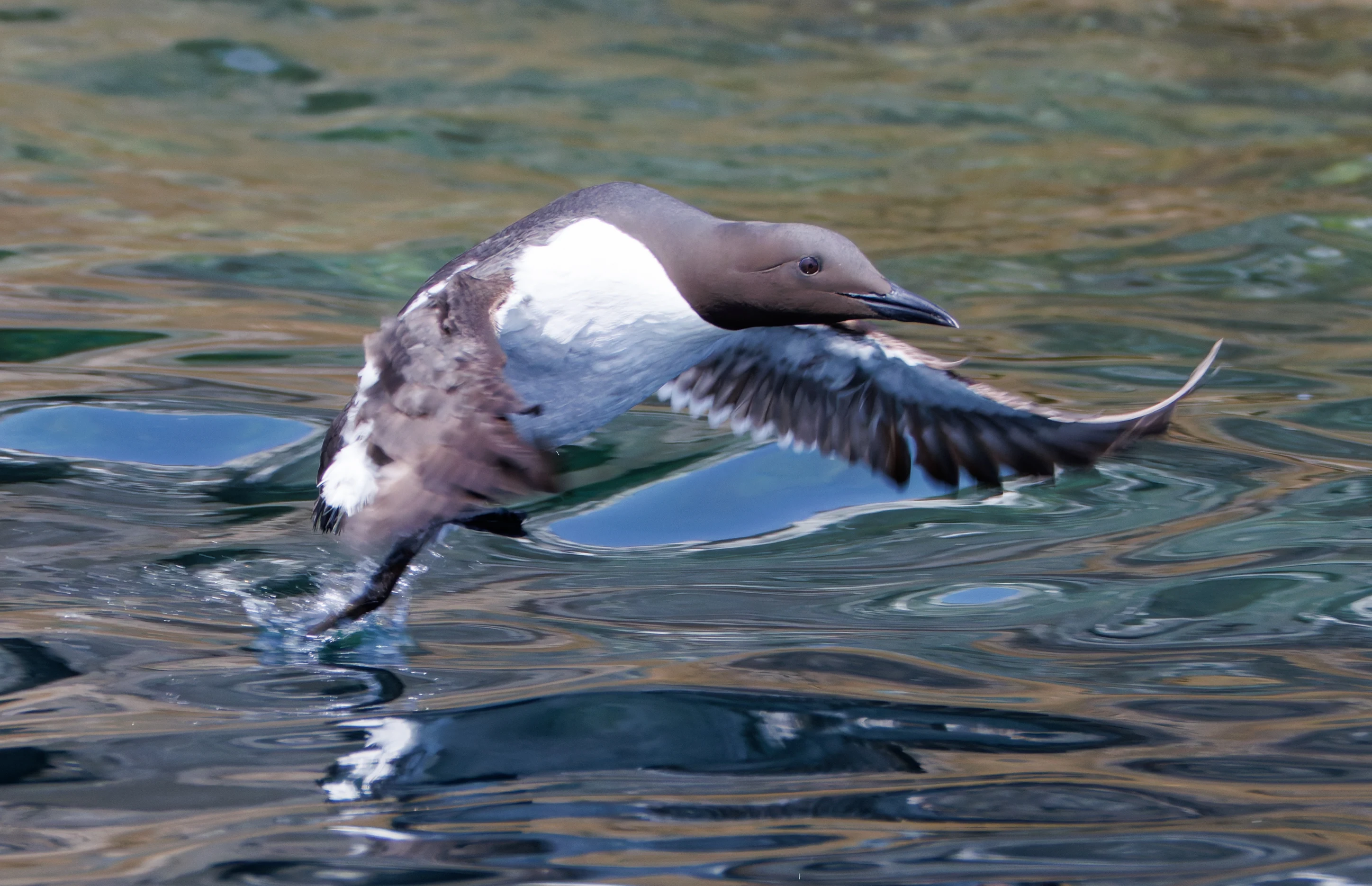 Guillemot, Farne Islands, Seahouses, Northumberland, UK — photo by Orlando Prugel-Bennett