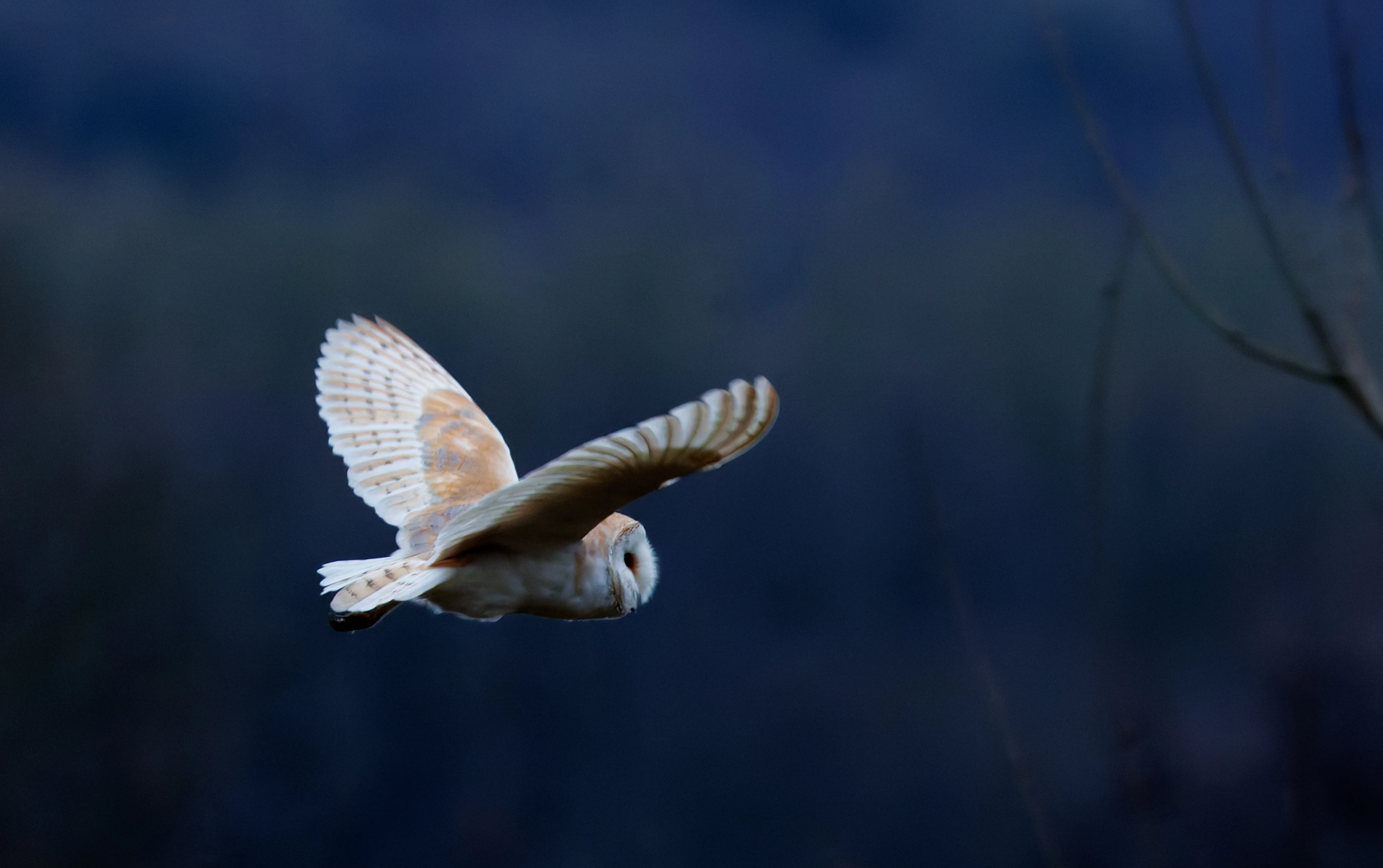 Barn Owl, Brockholes, Preston, UK — photo by Orlando Prugel-Bennett