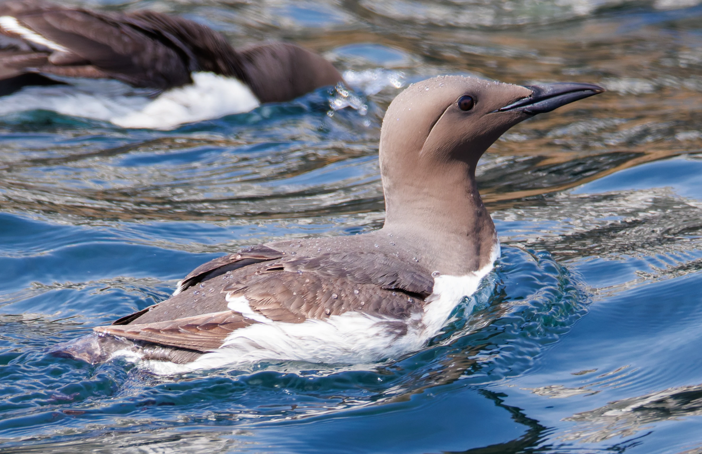 Guillemot, Farne Islands, Seahouses, Northumberland, UK — photo by Orlando Prugel-Bennett