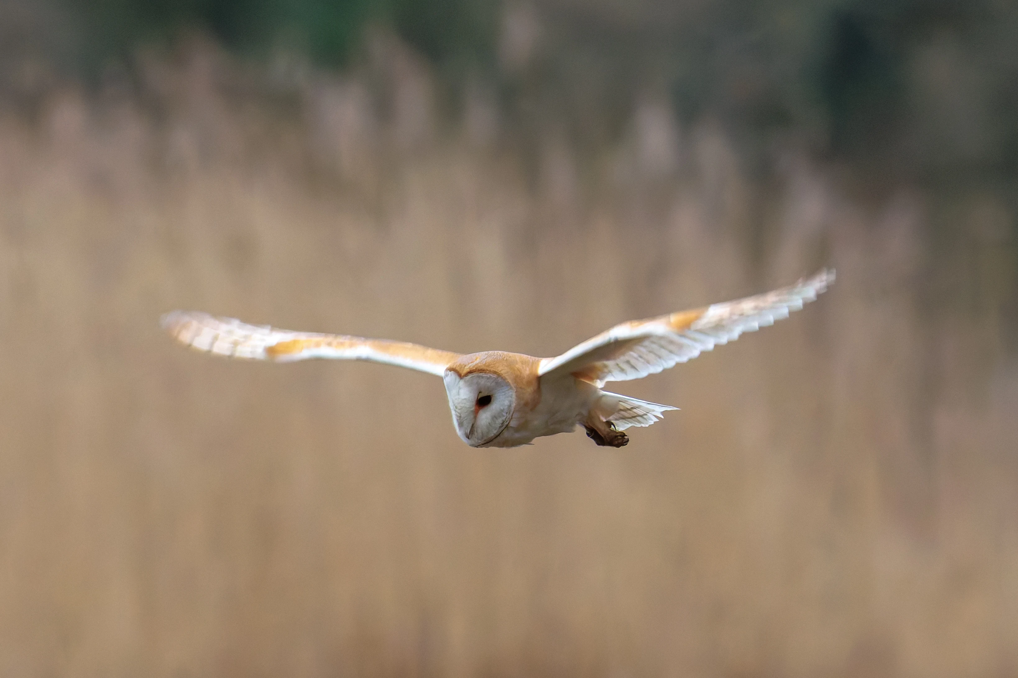 Barn Owl, Brockholes, Preston, UK — photo by Orlando Prugel-Bennett
