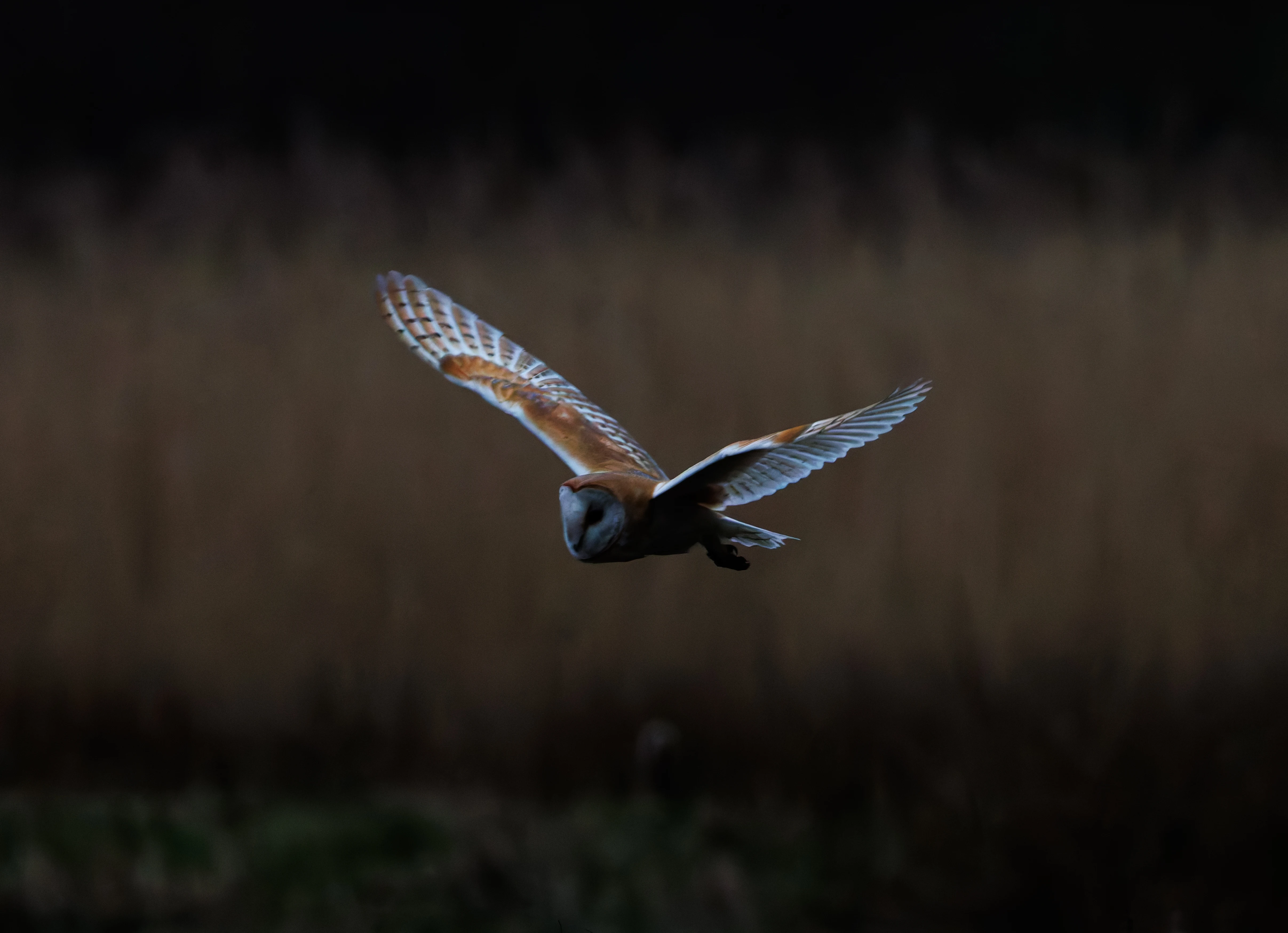 Barn Owl, Brockholes, Preston, UK — photo by Orlando Prugel-Bennett