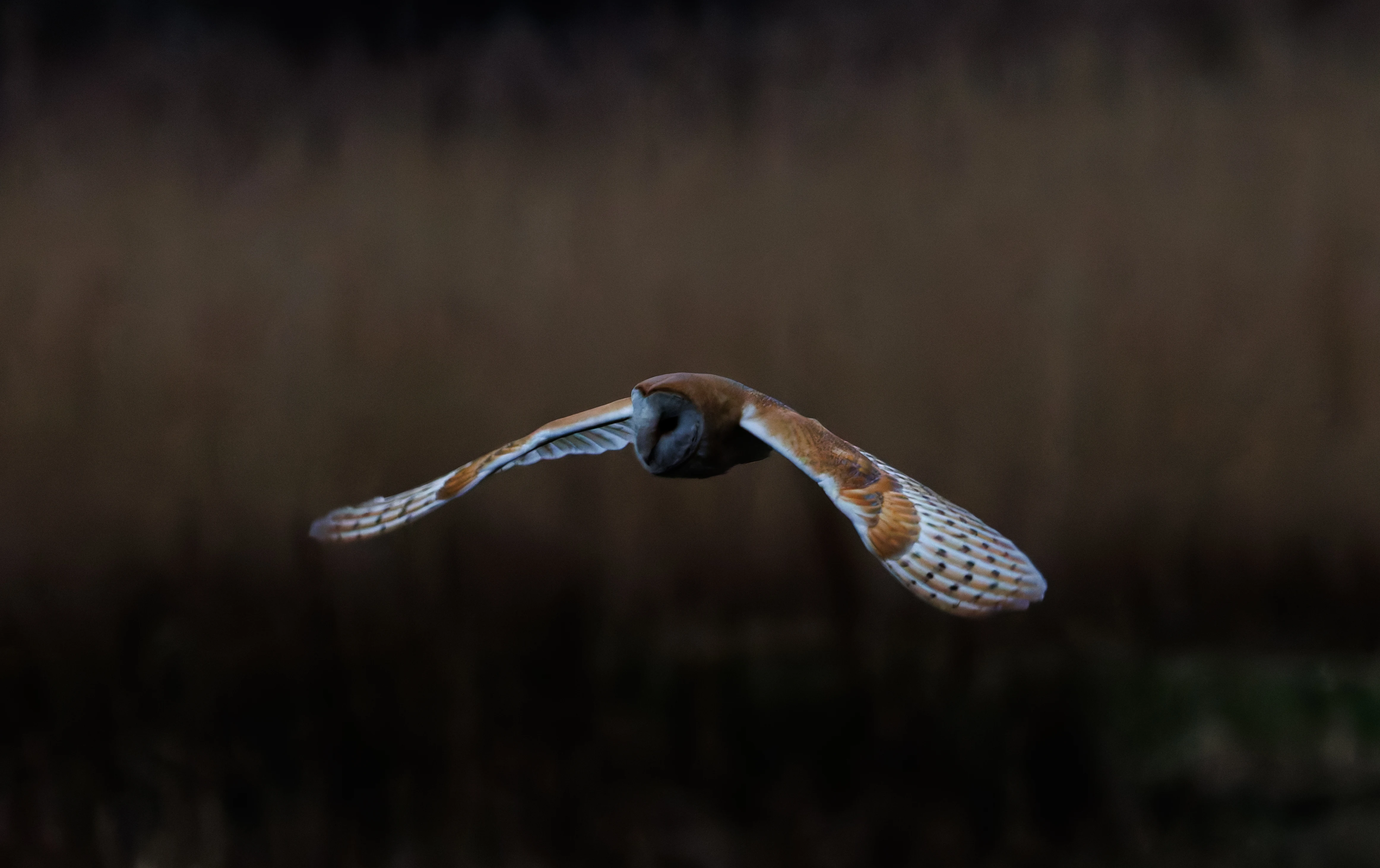 Barn Owl, Brockholes, Preston, UK — photo by Orlando Prugel-Bennett
