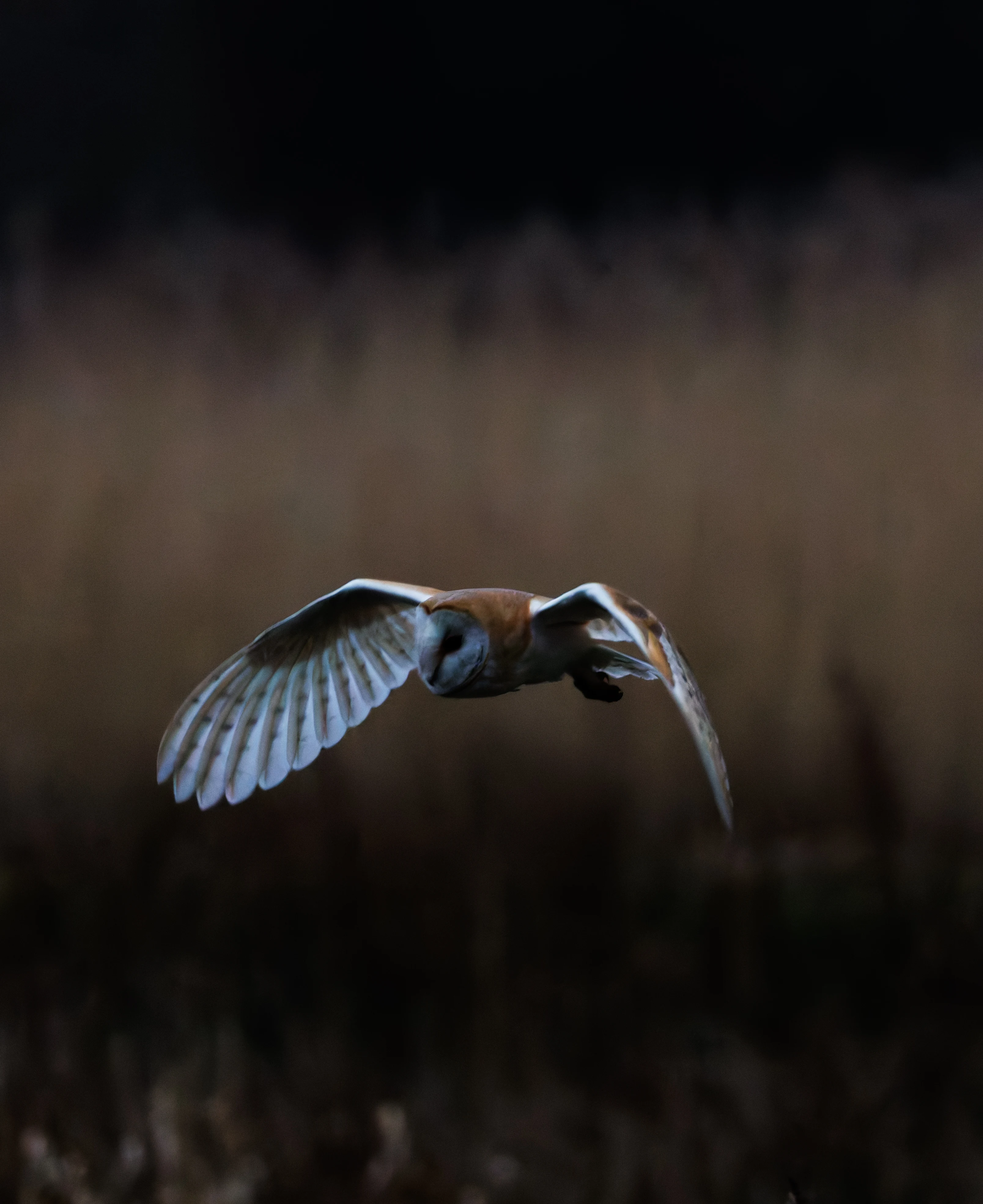Barn Owl, Brockholes, Preston, UK — photo by Orlando Prugel-Bennett