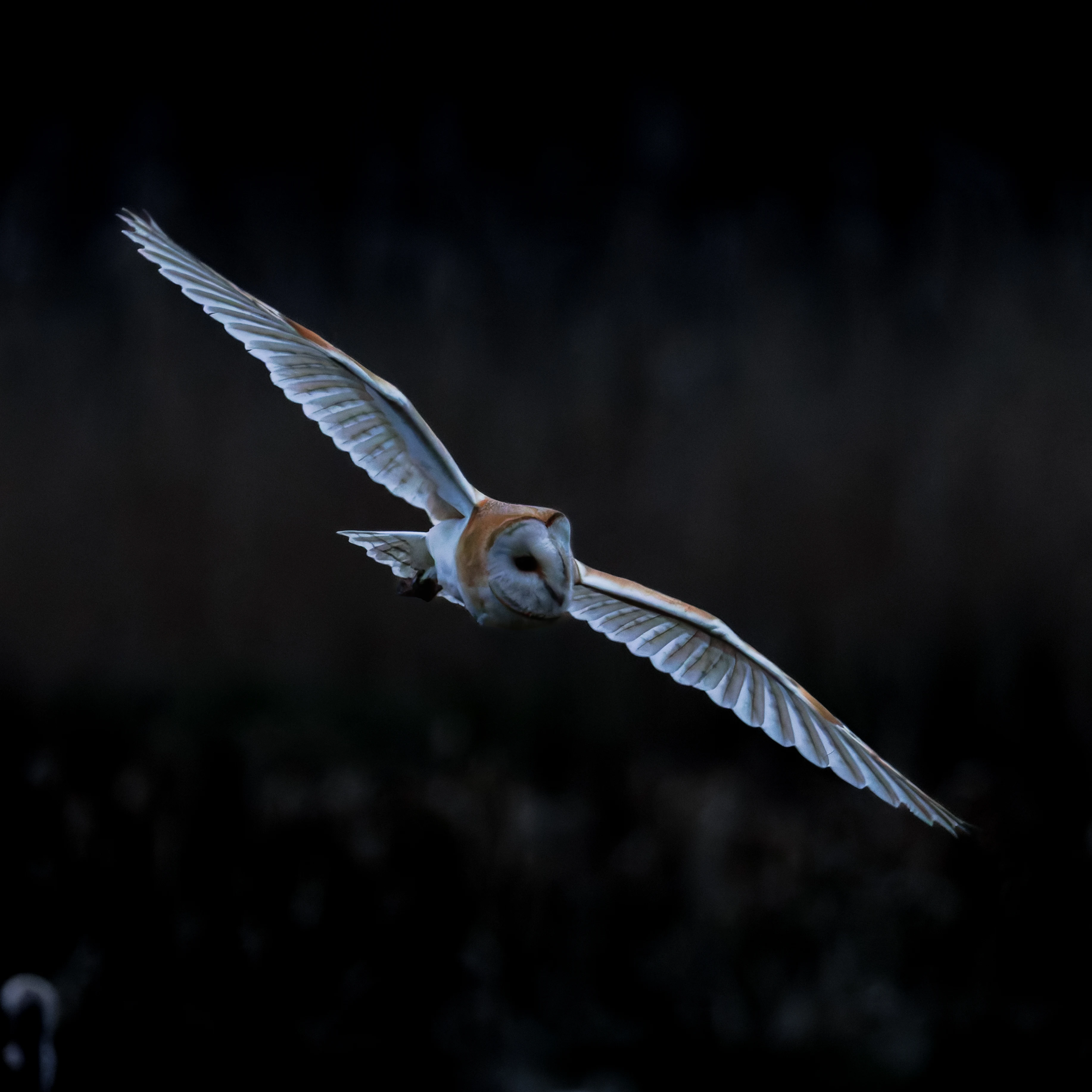 Barn Owl, Brockholes, Preston, UK — photo by Orlando Prugel-Bennett