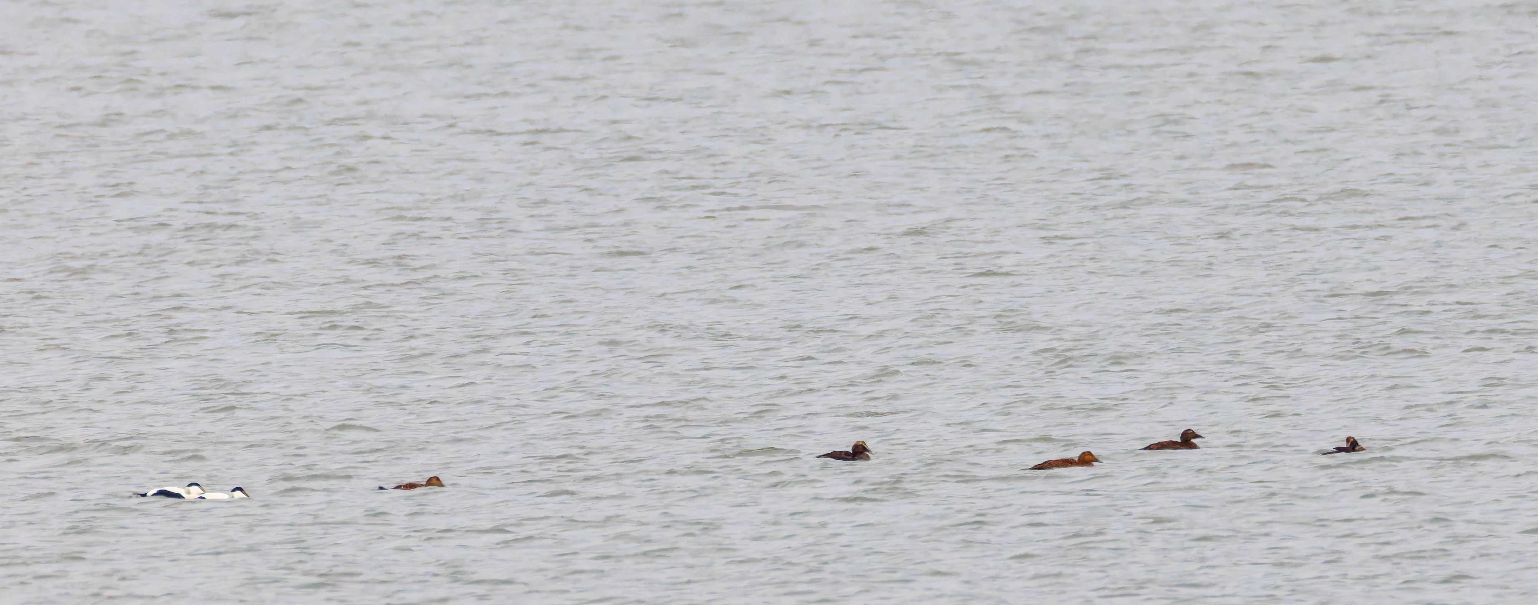 Common Eider, Morecambe, UK — photo by Orlando Prugel-Bennett
