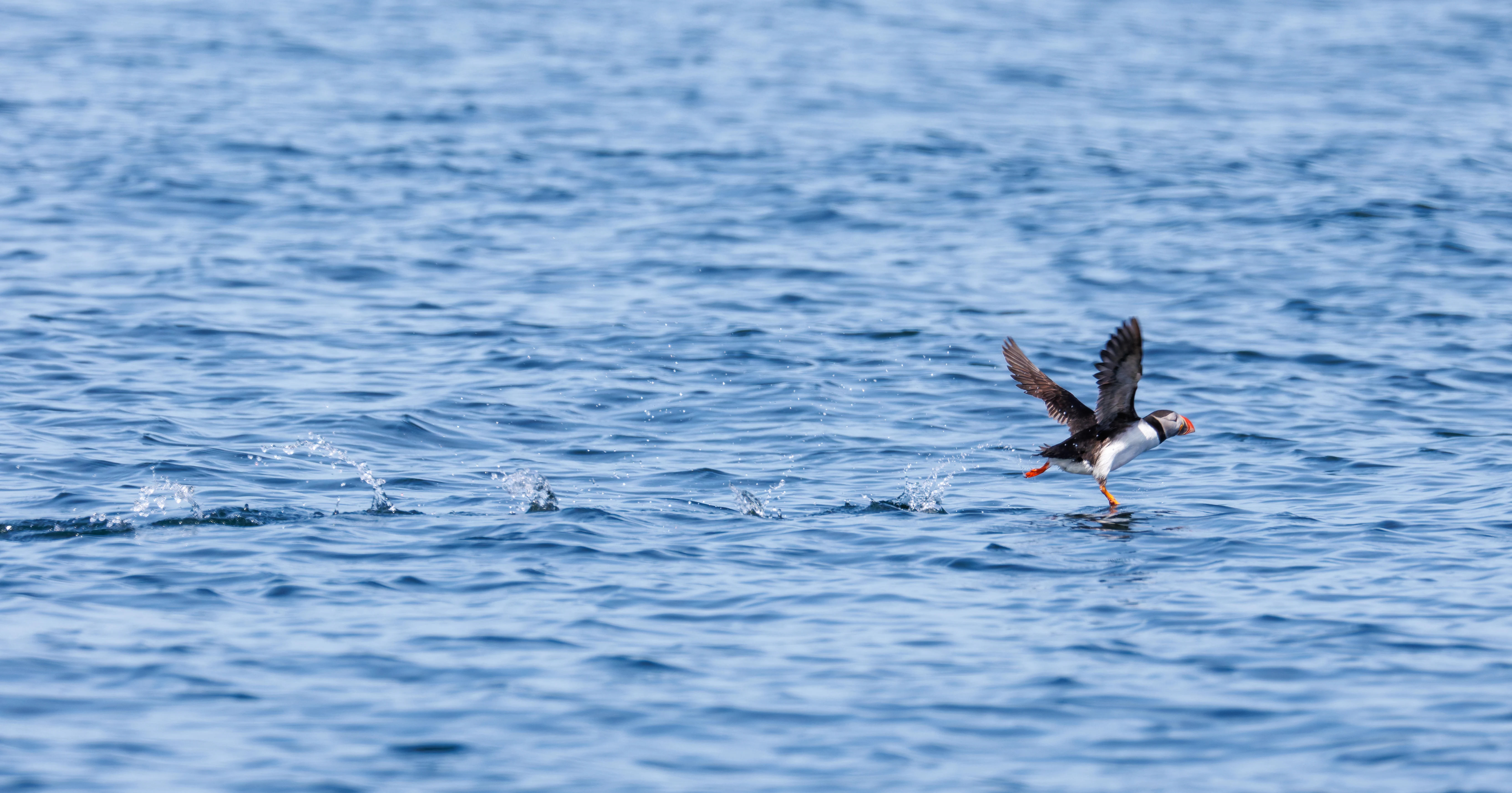 Puffin, Farne Islands, Seahouses, Northumberland, UK — photo by Orlando Prugel-Bennett