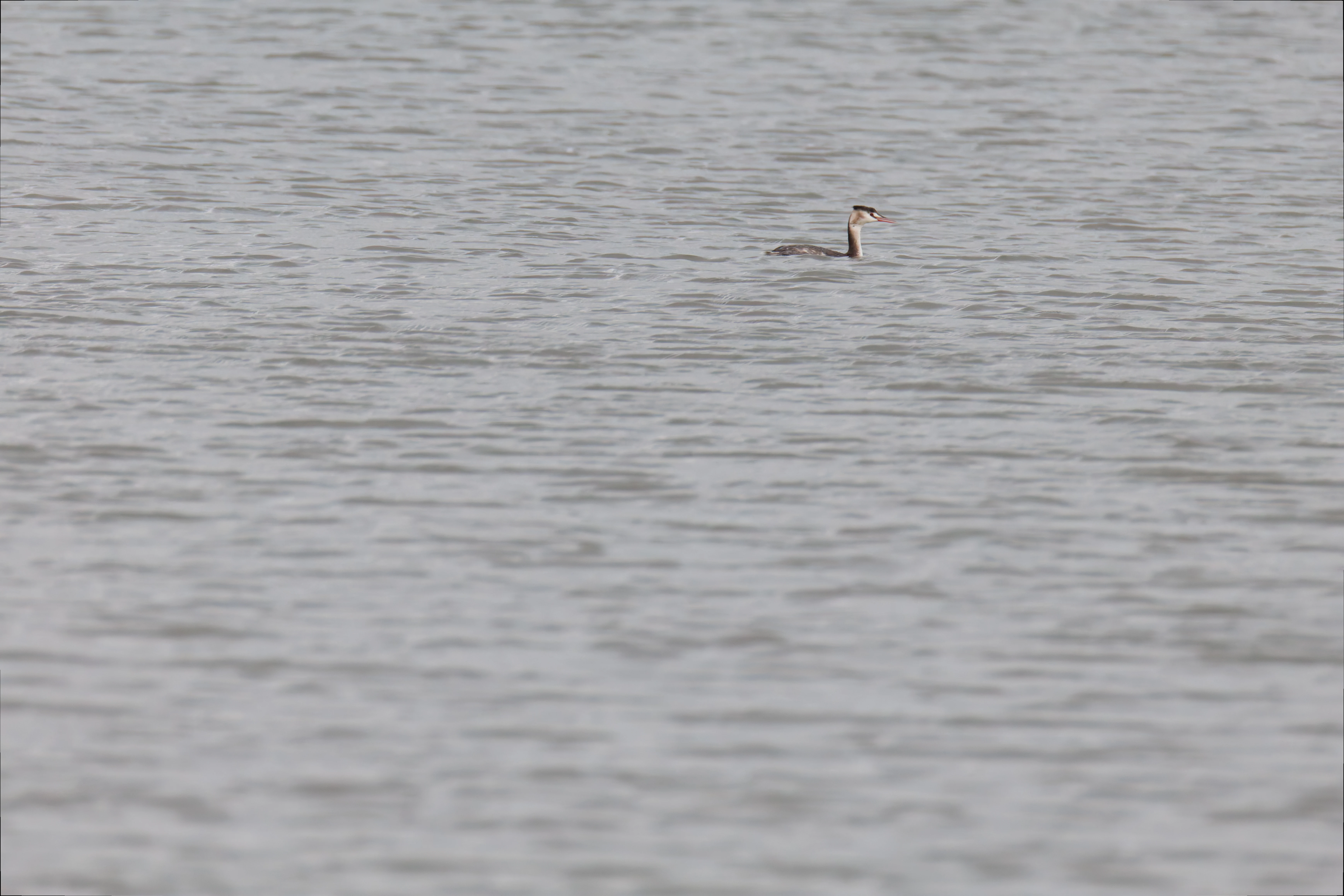 Great Crested Grebe, Morecambe, UK — photo by Orlando Prugel-Bennett