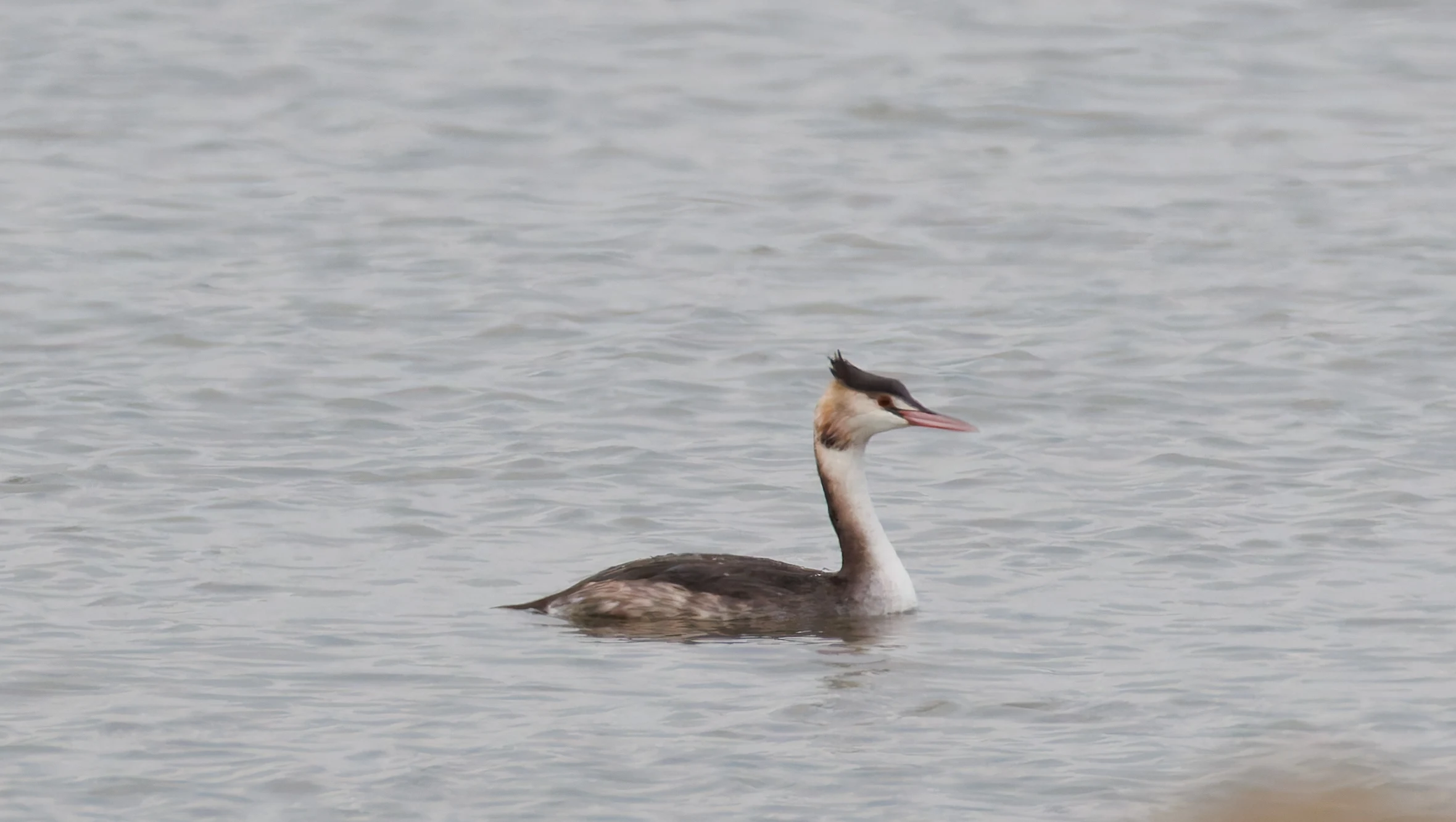 Great Crested Grebe, Morecambe, UK — photo by Orlando Prugel-Bennett