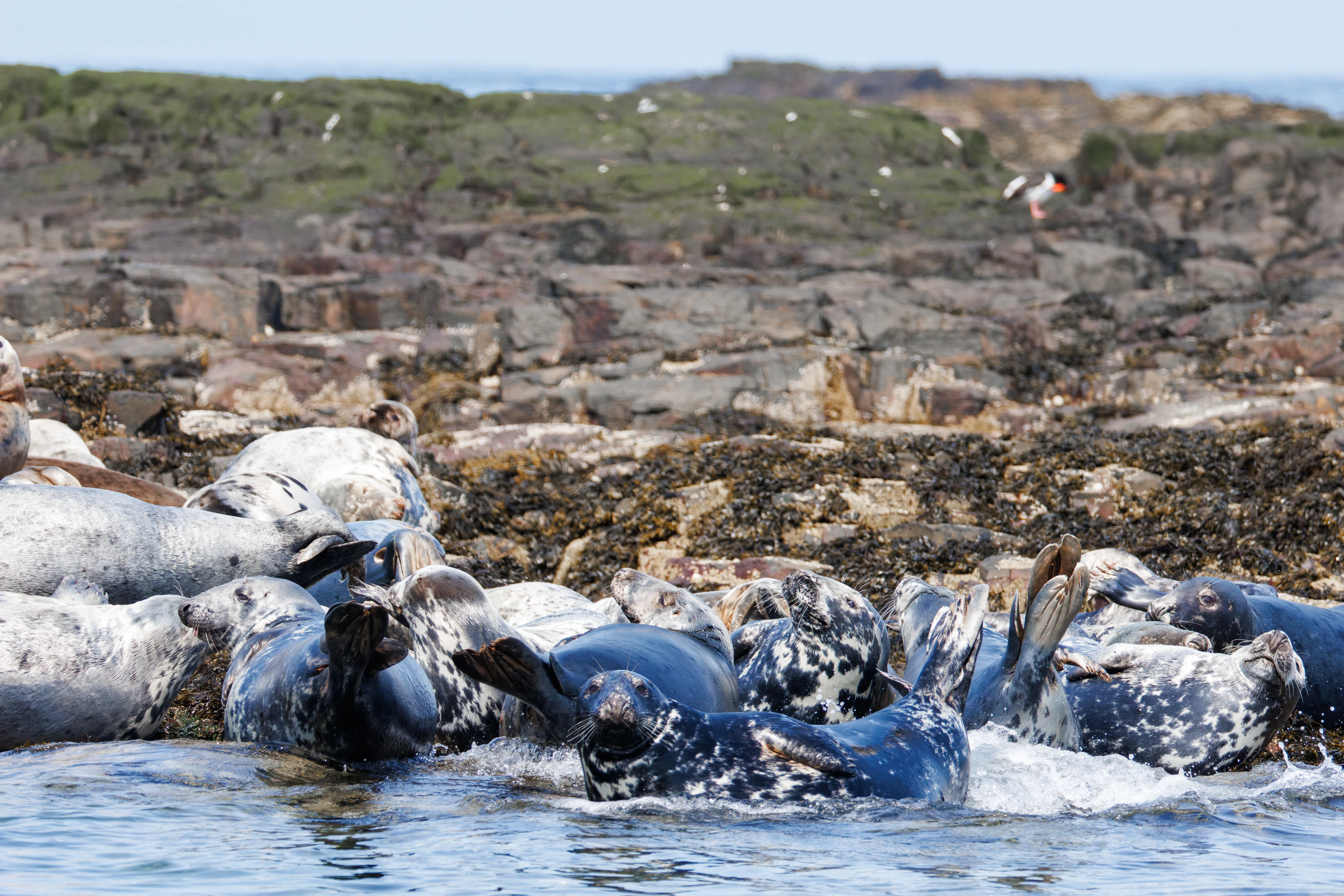 Grey Seal, Farne Islands, Seahouses, Northumberland, UK — photo by Orlando Prugel-Bennett