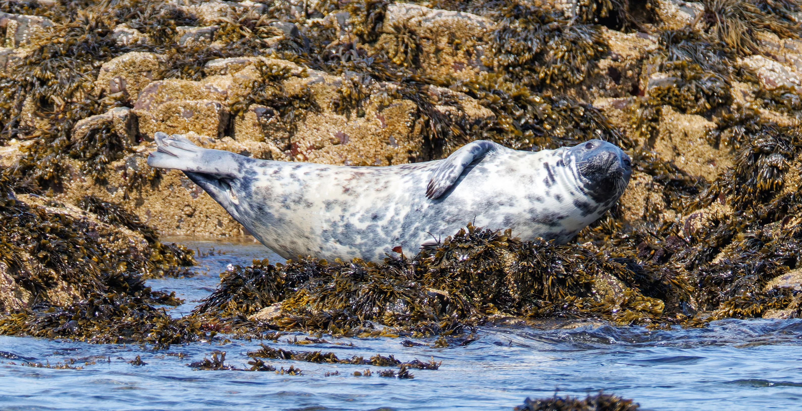 Grey Seal, Farne Islands, Seahouses, Northumberland, UK — photo by Orlando Prugel-Bennett