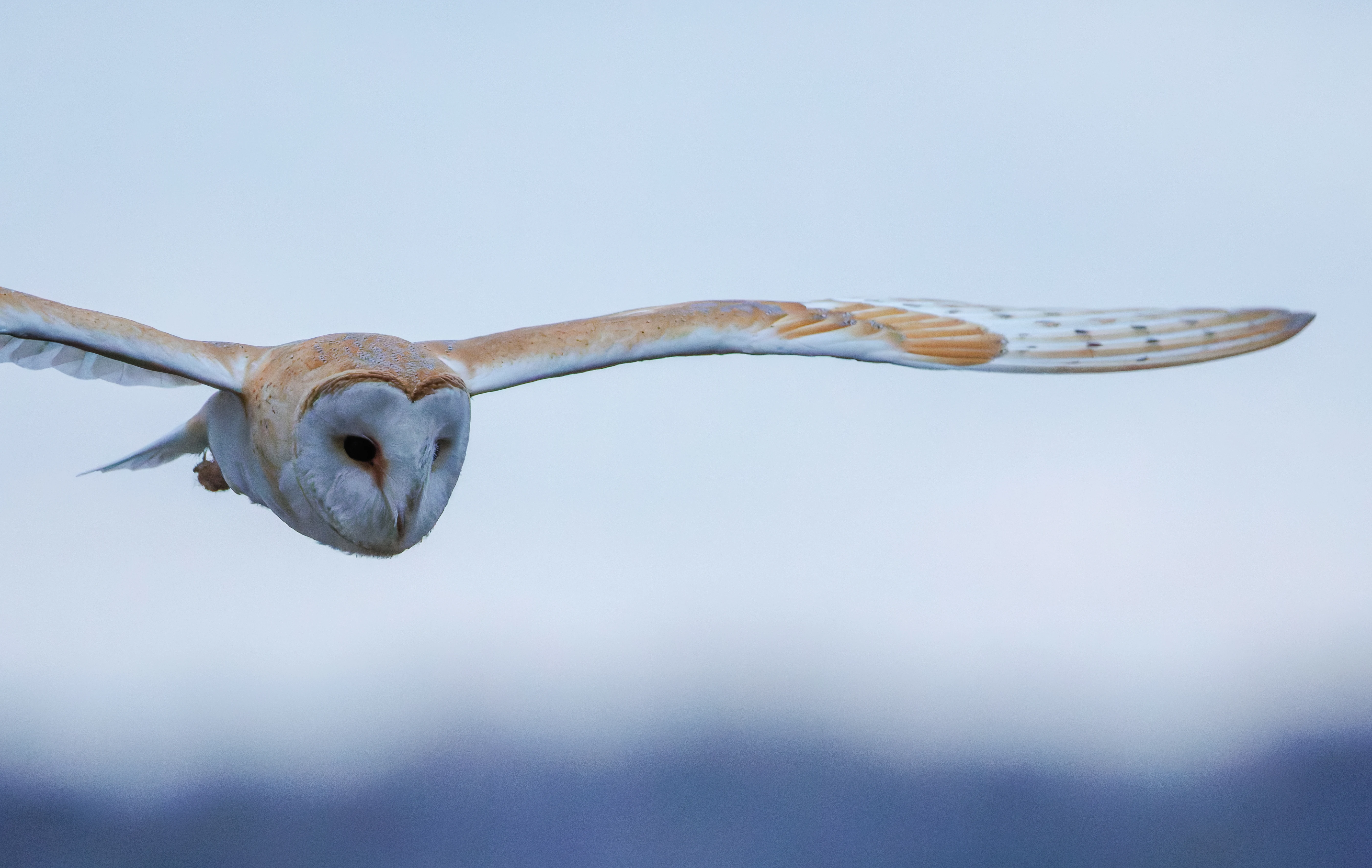 Barn Owl, Brockholes, Preston, UK — photo by Orlando Prugel-Bennett