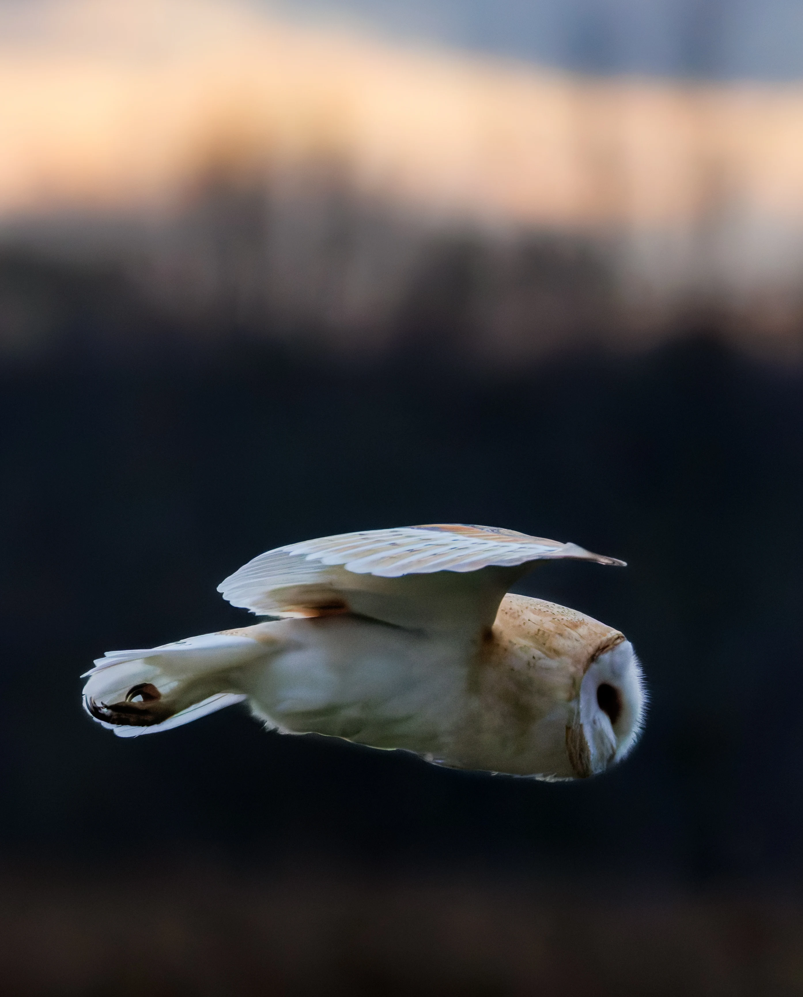Barn Owl, Brockholes, Preston, UK — photo by Orlando Prugel-Bennett