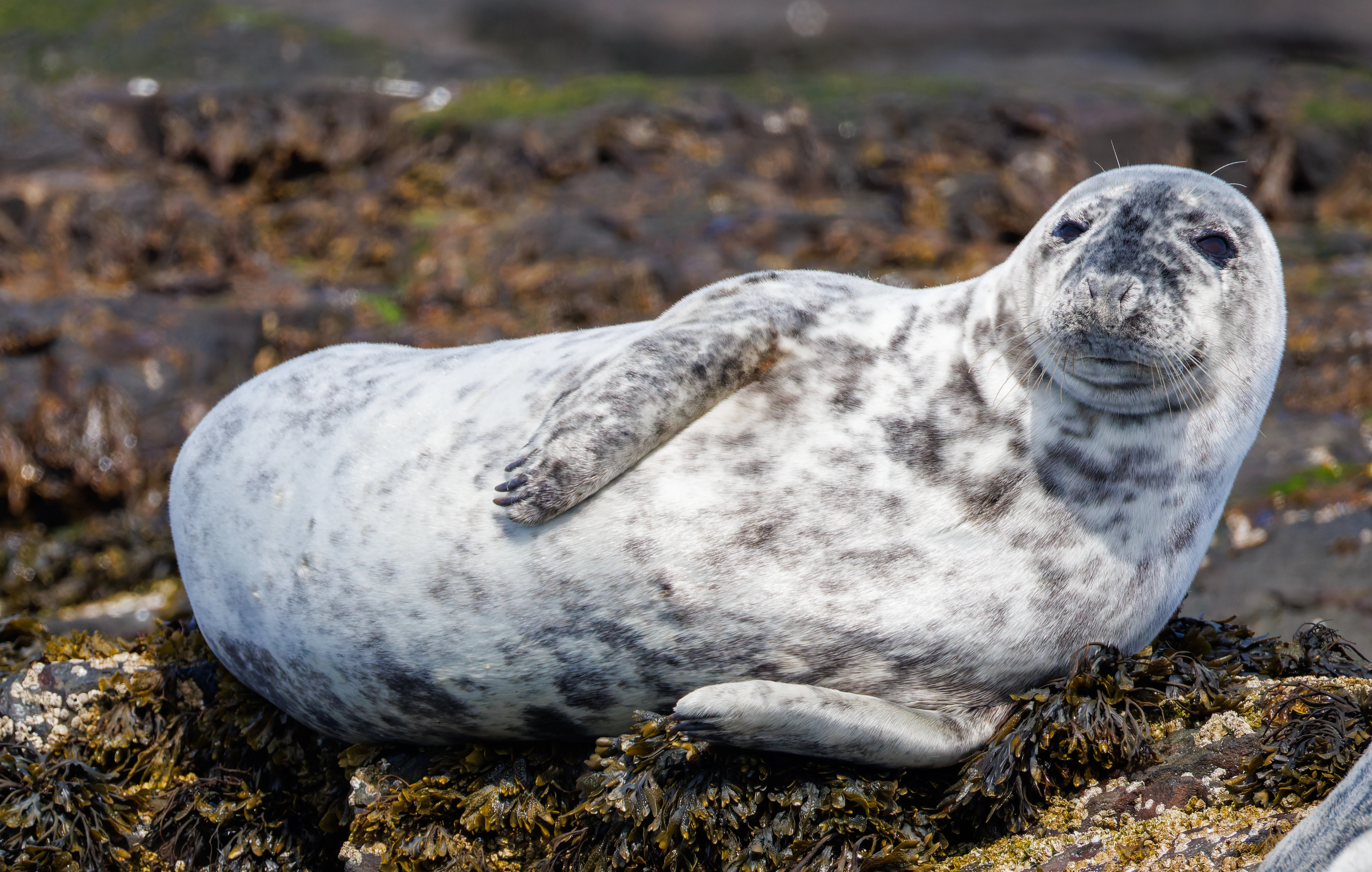 Grey Seal, Farne Islands, Seahouses, Northumberland, UK — photo by Orlando Prugel-Bennett
