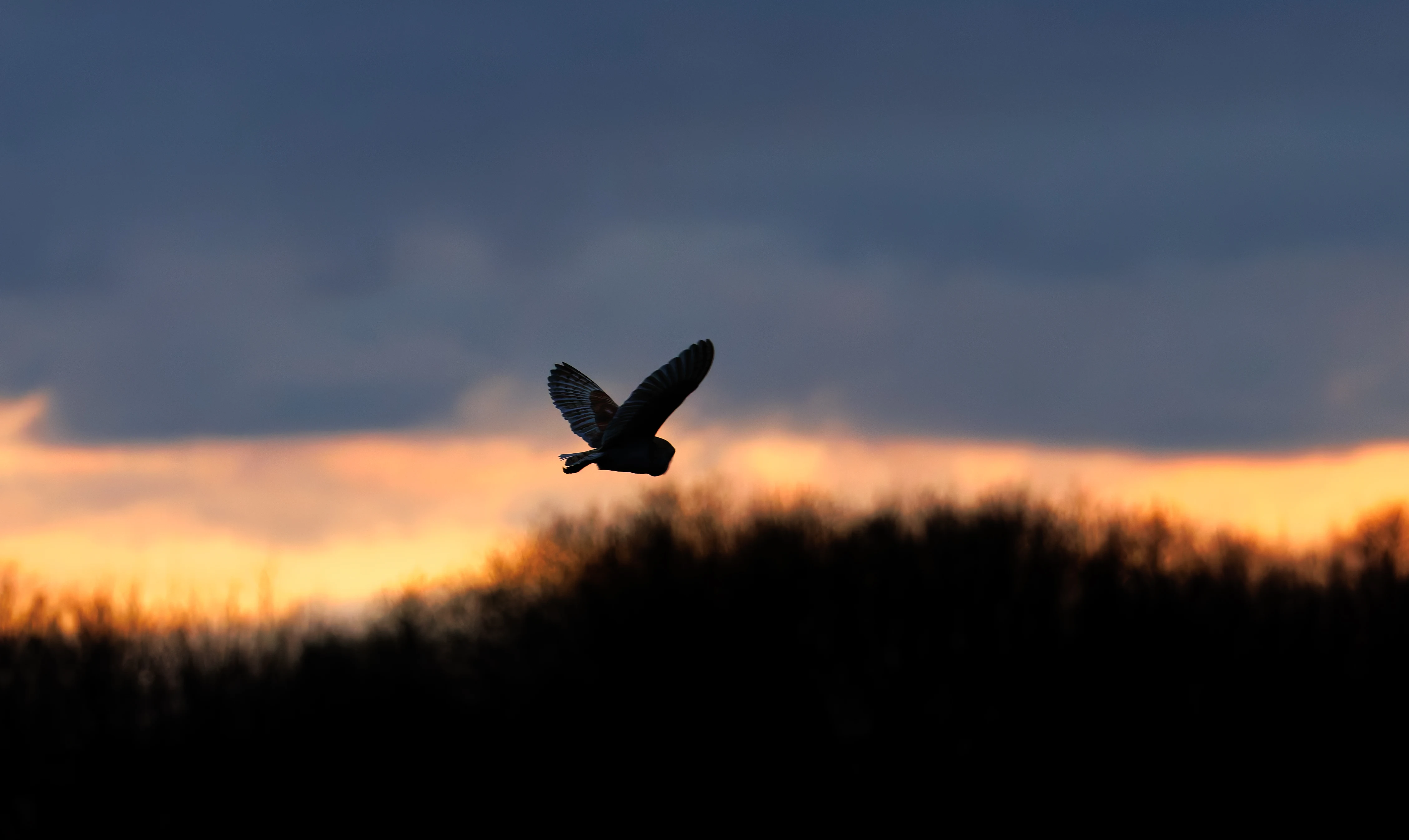 Barn Owl, Brockholes, Preston, UK — photo by Orlando Prugel-Bennett