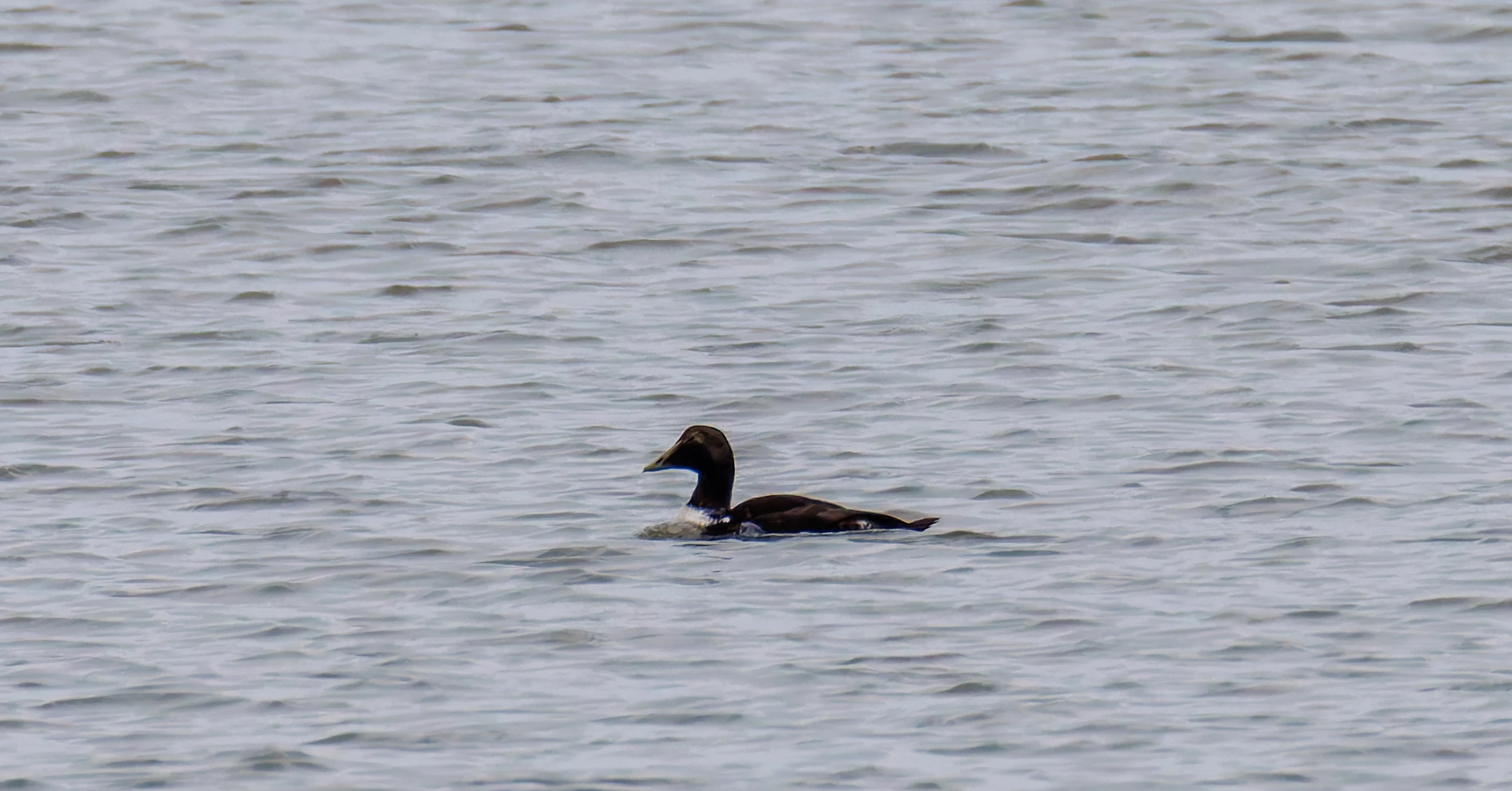 Common Eider, Morecambe, UK — photo by Orlando Prugel-Bennett