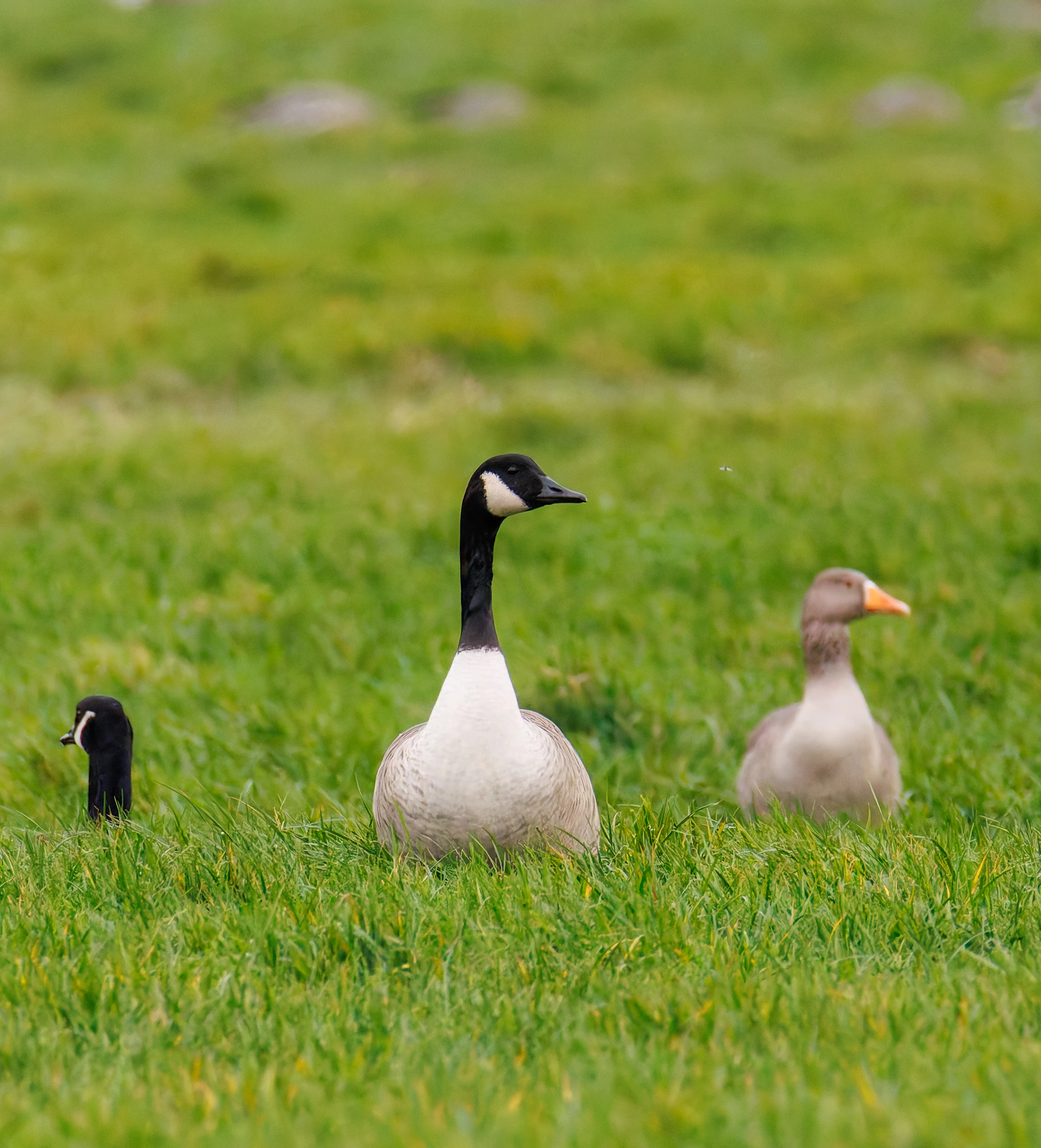 Canada & Greylag Geese, Glasson Docks, UK — photo by Orlando Prugel-Bennett