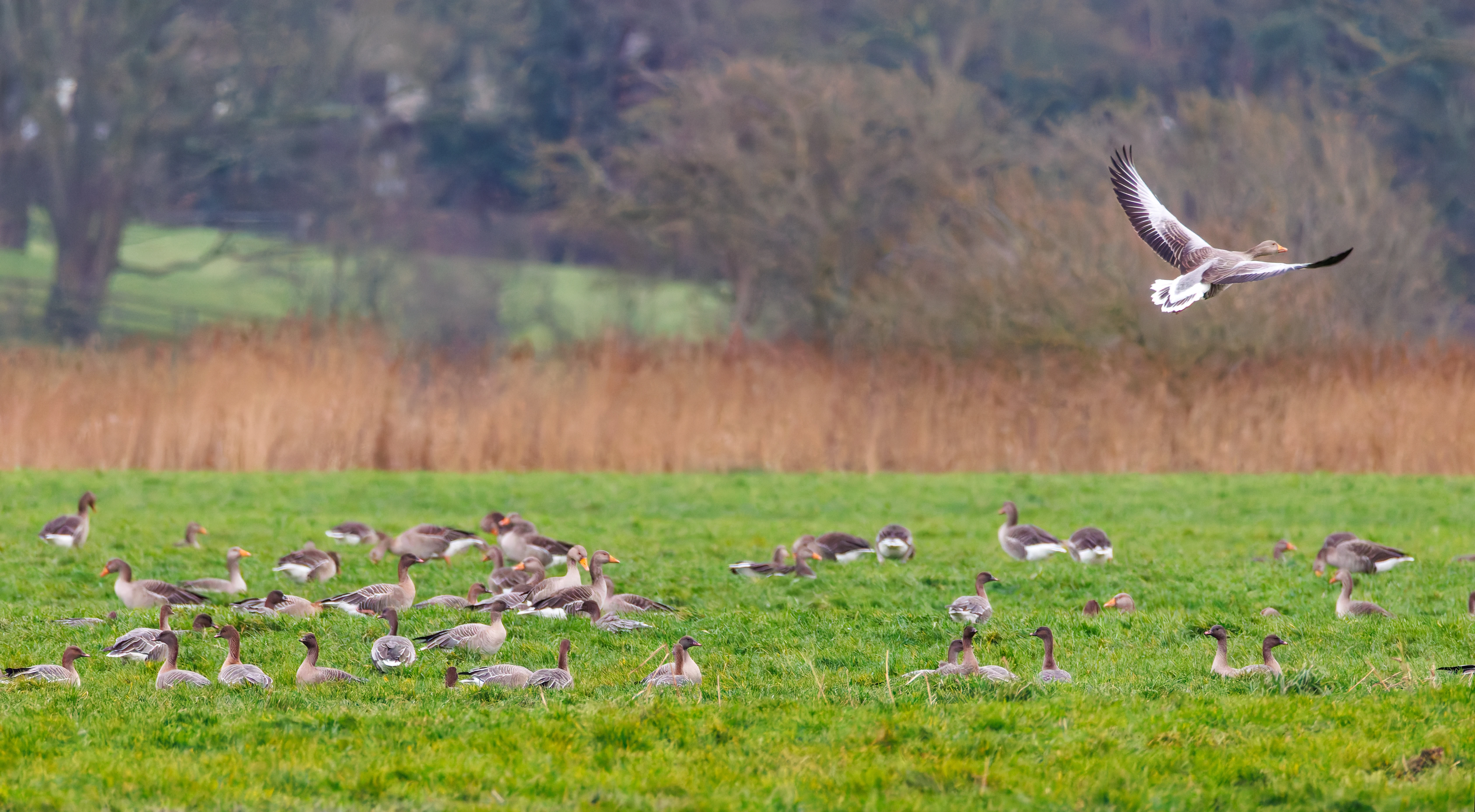 Greylag Geese, Glasson Docks, UK — photo by Orlando Prugel-Bennett