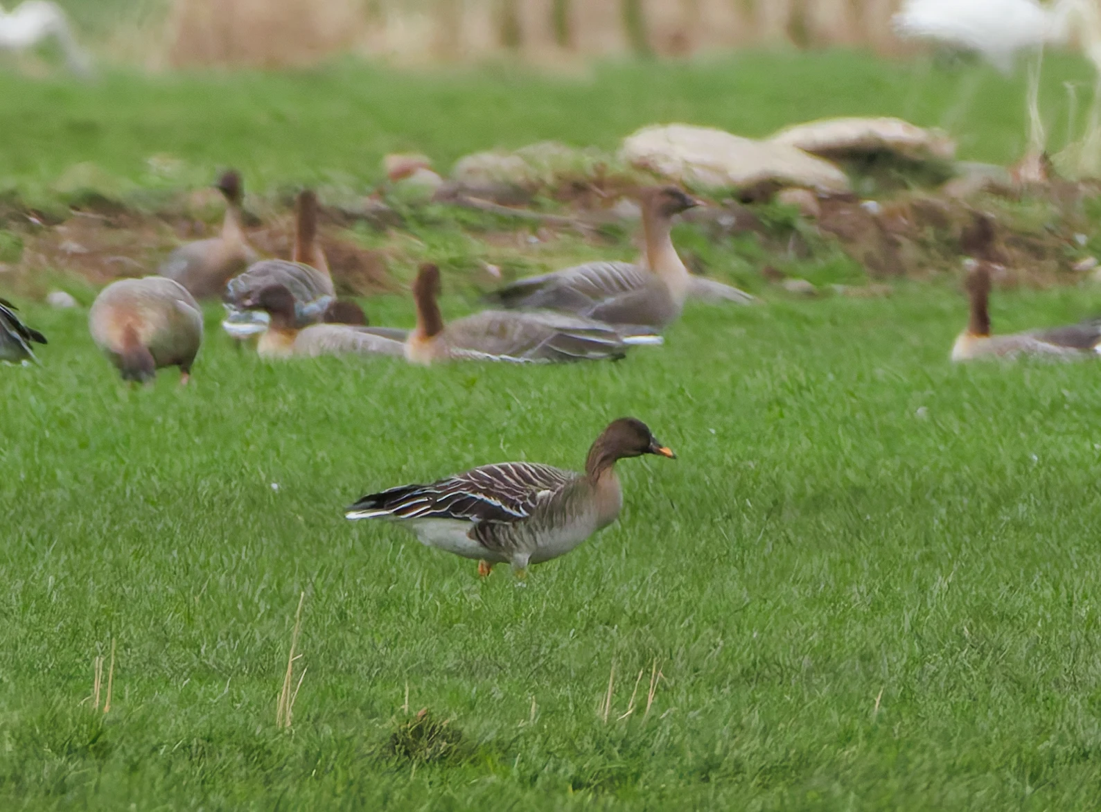Tundra Bean Goose, Upper Thurnham, Lancaster, UK — photo by Orlando Prugel-Bennett