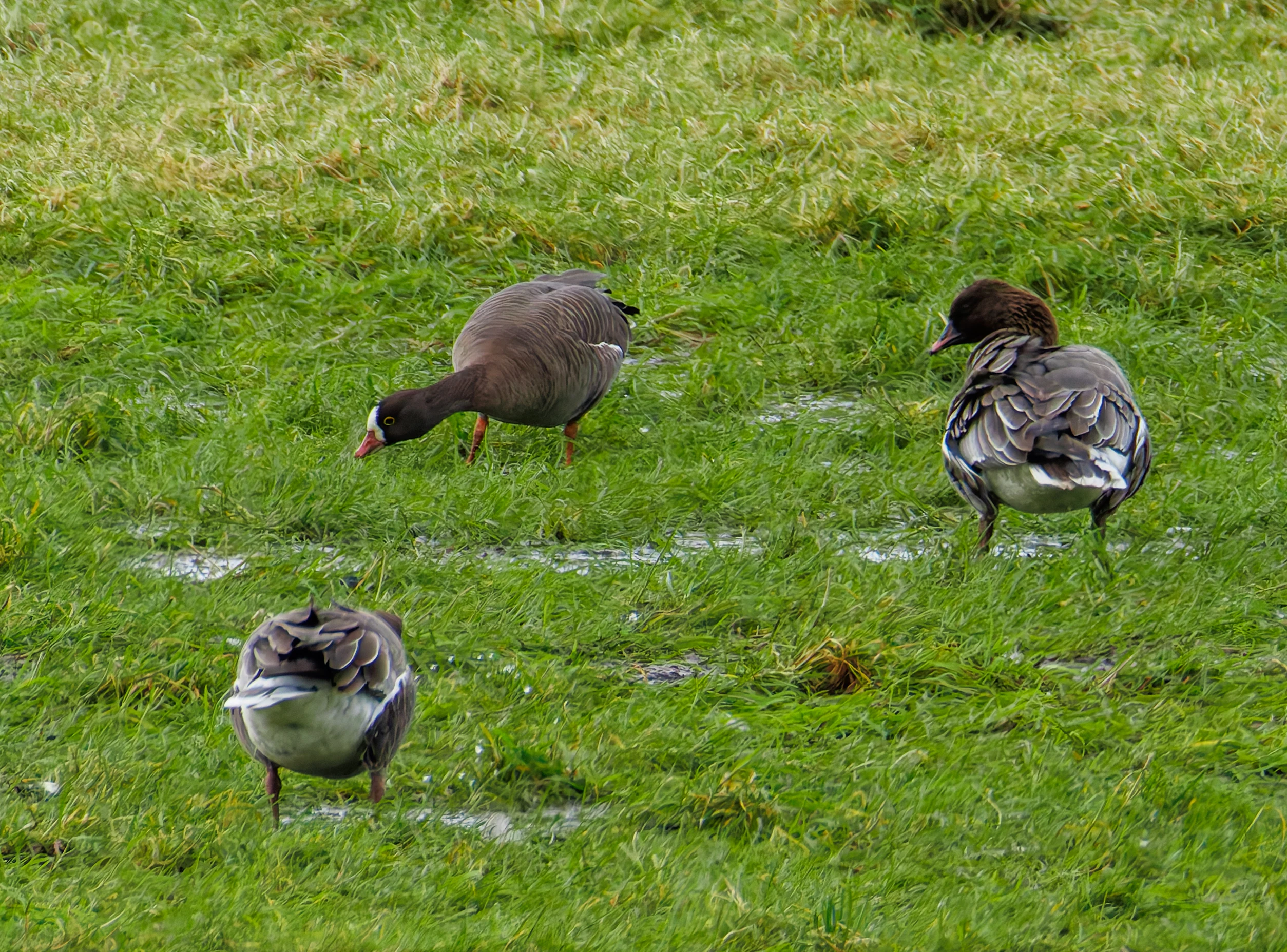 Lesser White-Fronted Goose, Upper Thurnham, Lancaster, UK — photo by Orlando Prugel-Bennett