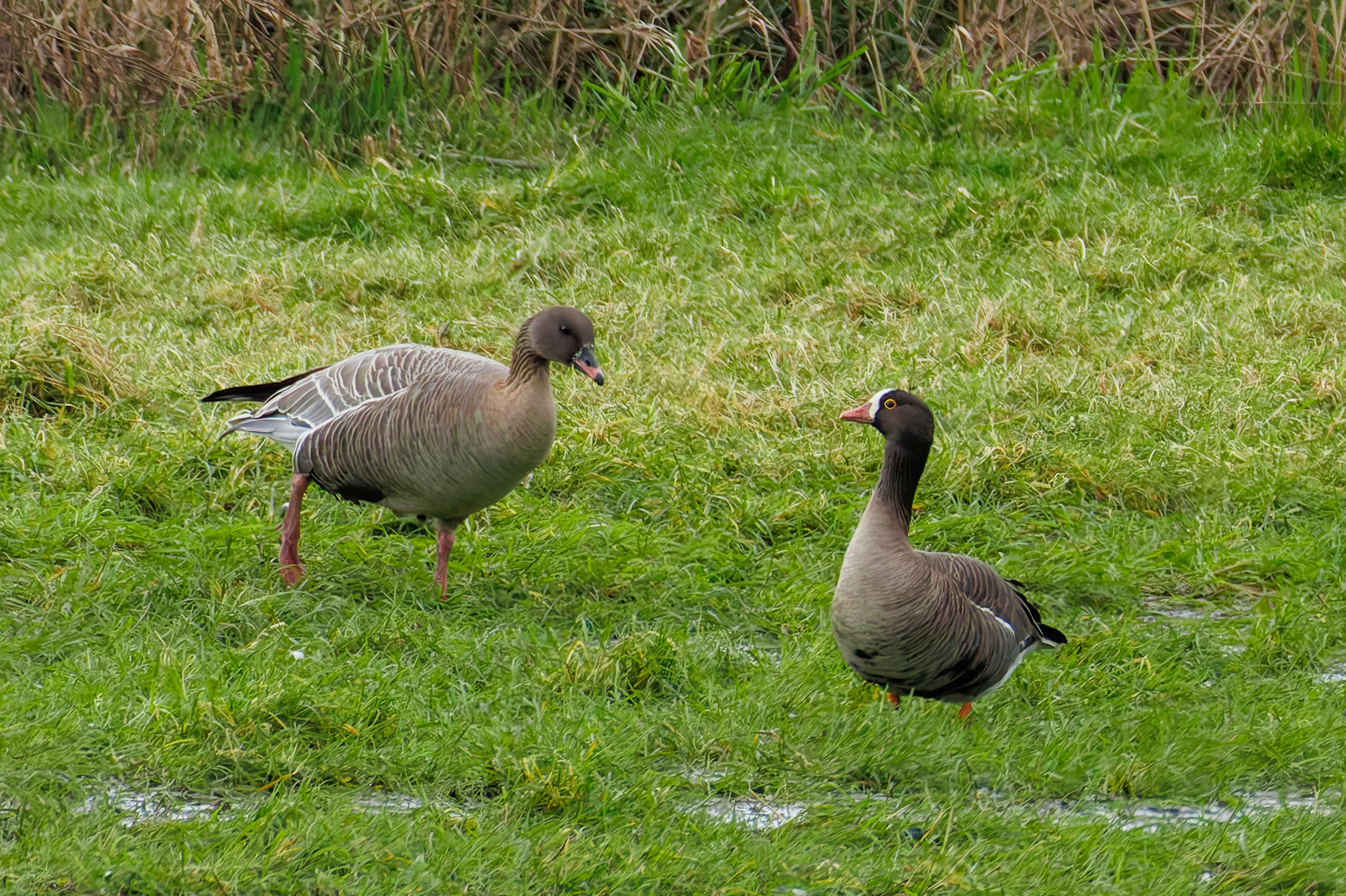 Lesser White-Fronted Goose, Upper Thurnham, Lancaster, UK — photo by Orlando Prugel-Bennett