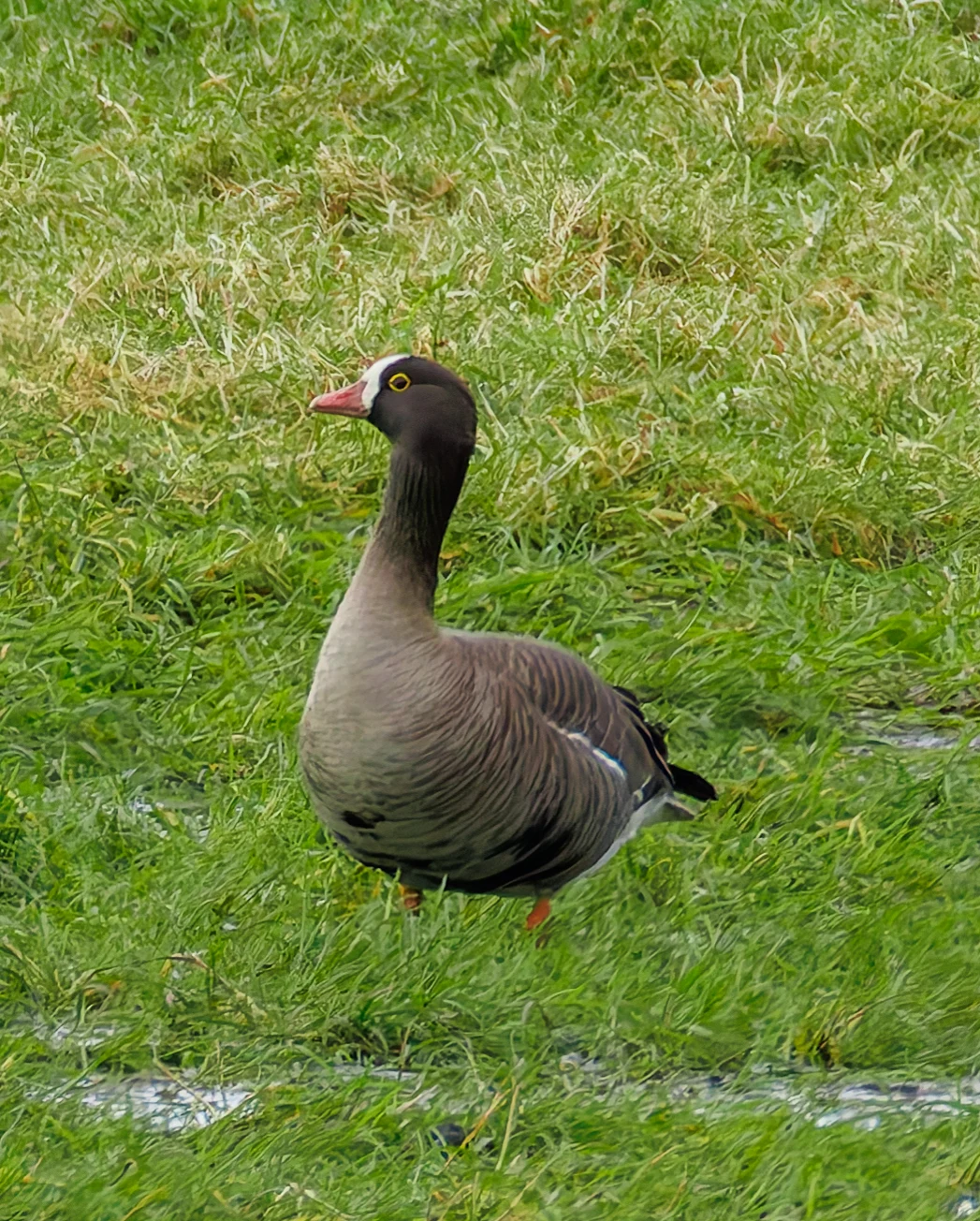 Lesser White-Fronted Goose, Upper Thurnham, Lancaster, UK — photo by Orlando Prugel-Bennett