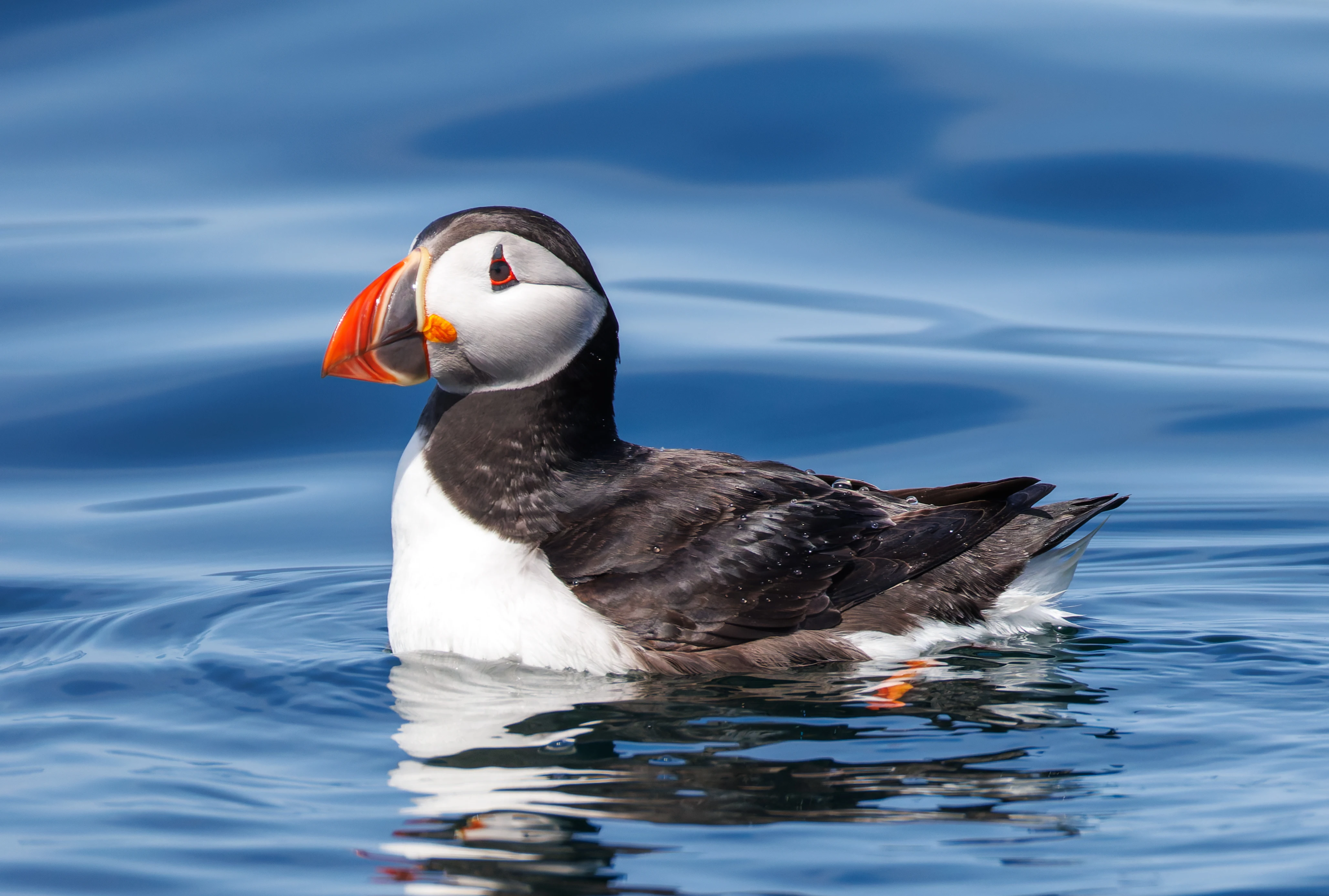 Puffin, Farne Islands, Seahouses, Northumberland, UK — photo by Orlando Prugel-Bennett