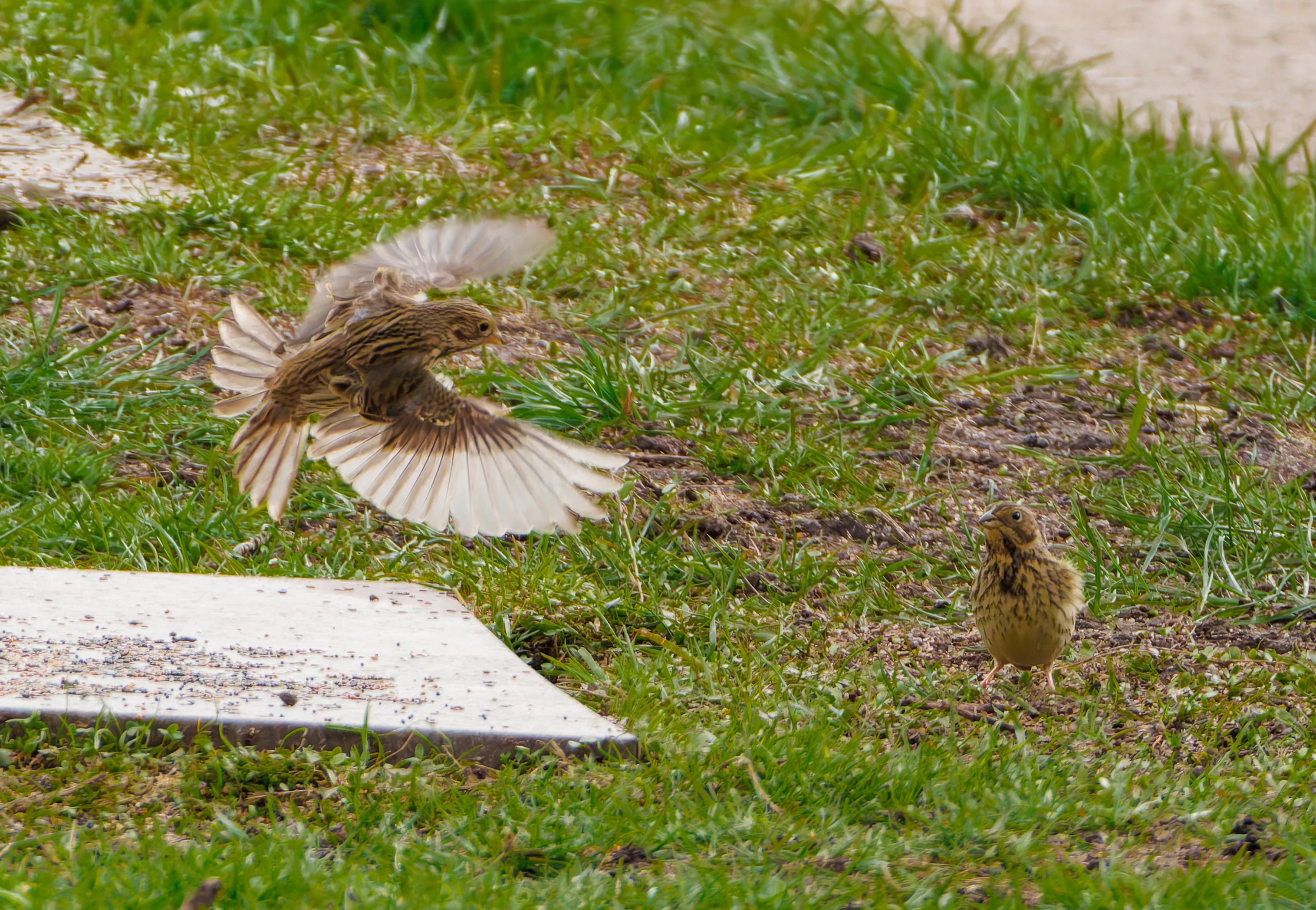 Corn Buntings, Eagland Hill, Preston, UK — photo by Orlando Prugel-Bennett
