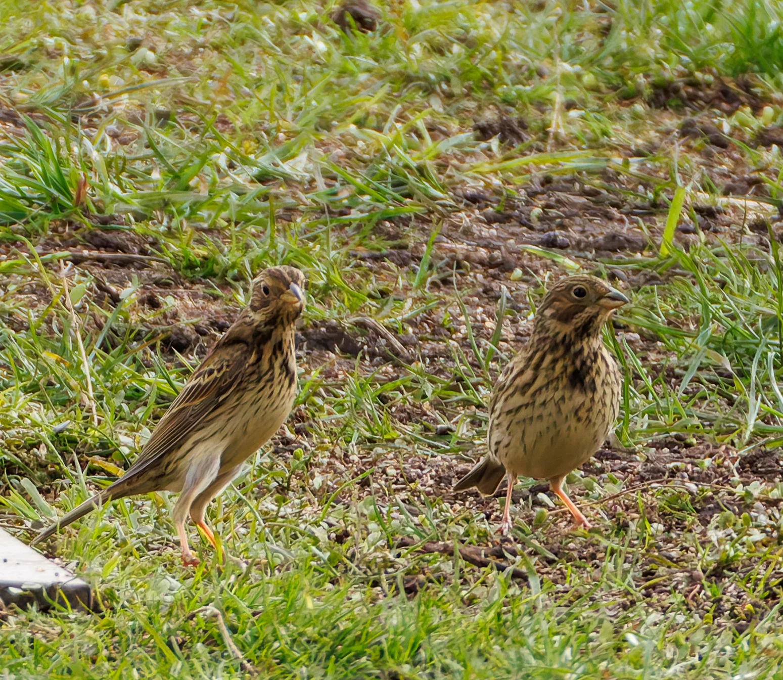 Corn Buntings, Eagland Hill, Preston, UK — photo by Orlando Prugel-Bennett